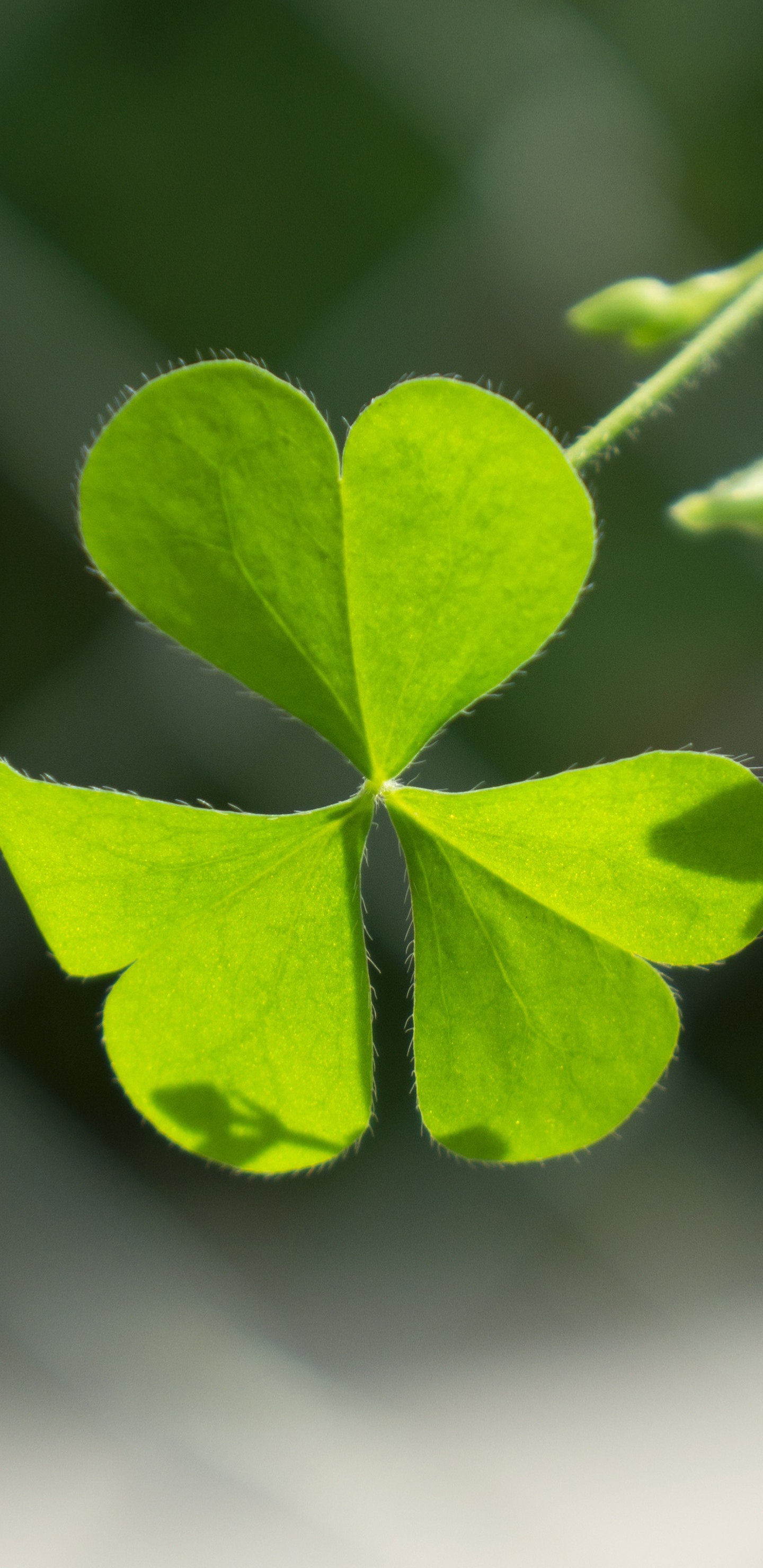 代表幸运的三叶草