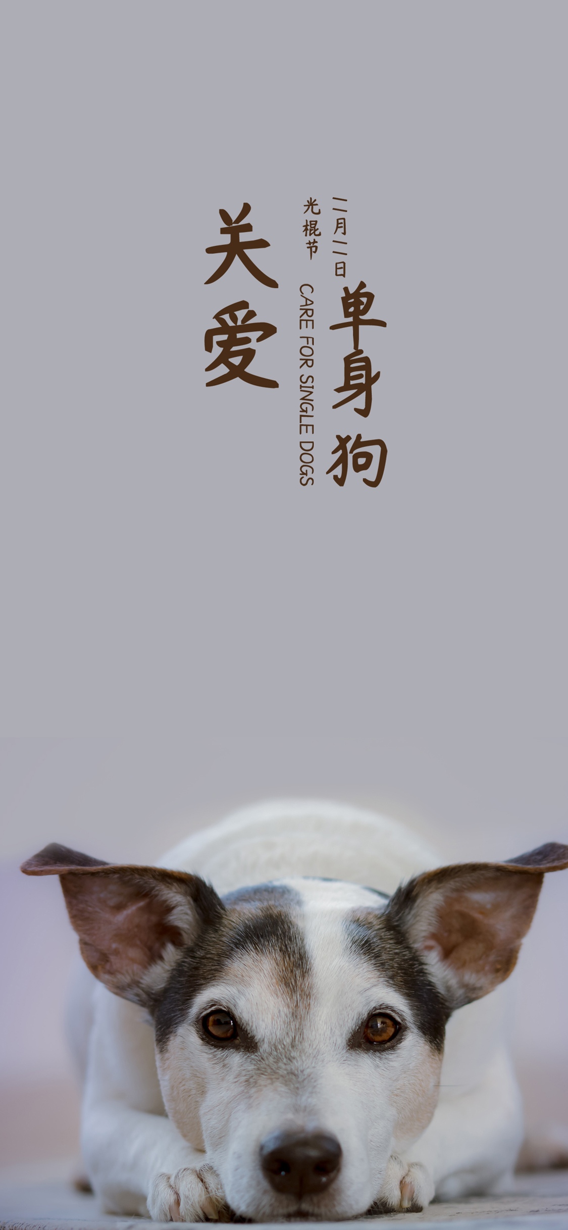 11月11日,单身狗也过节