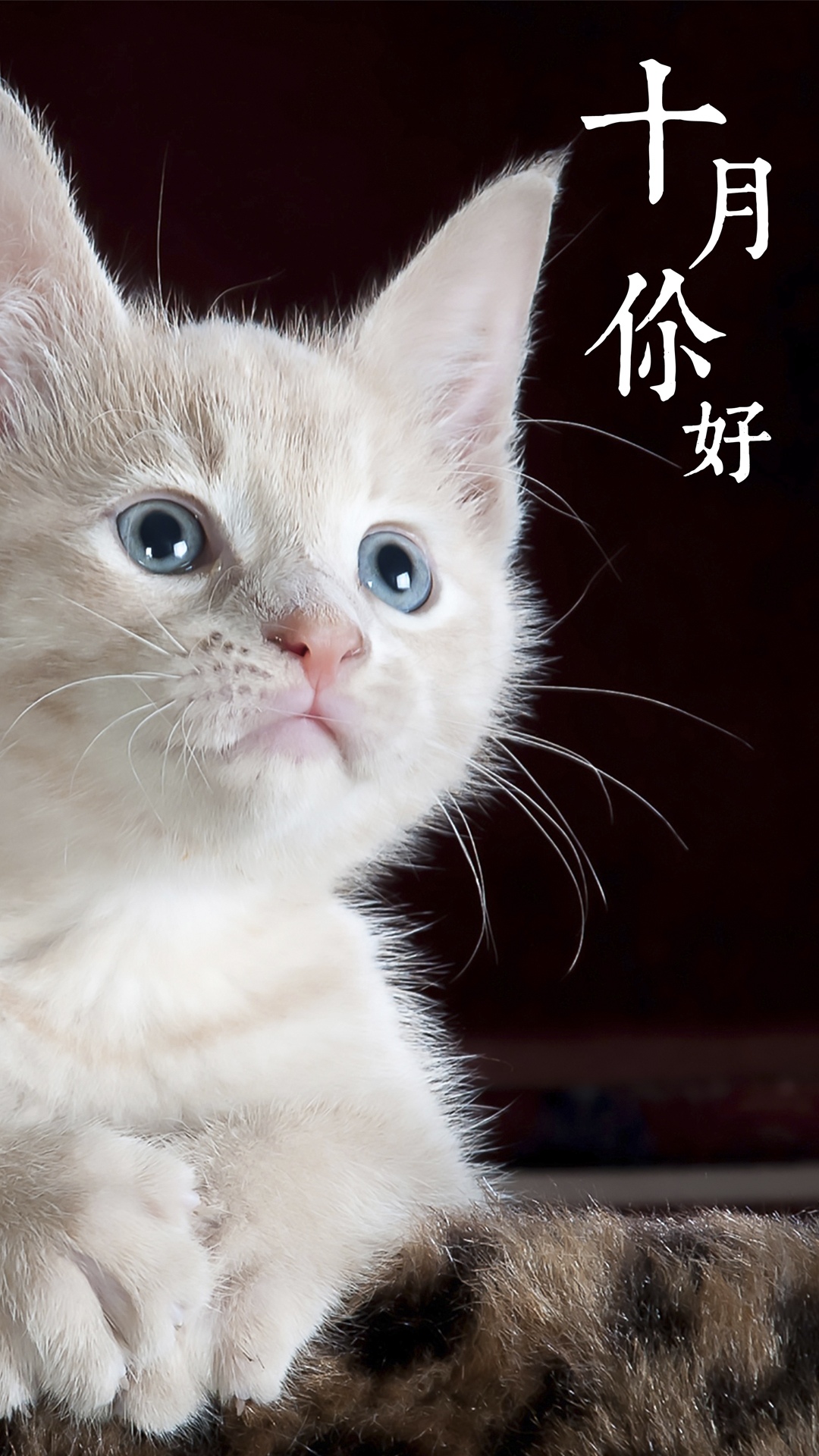 十月你好:可爱的白色猫咪