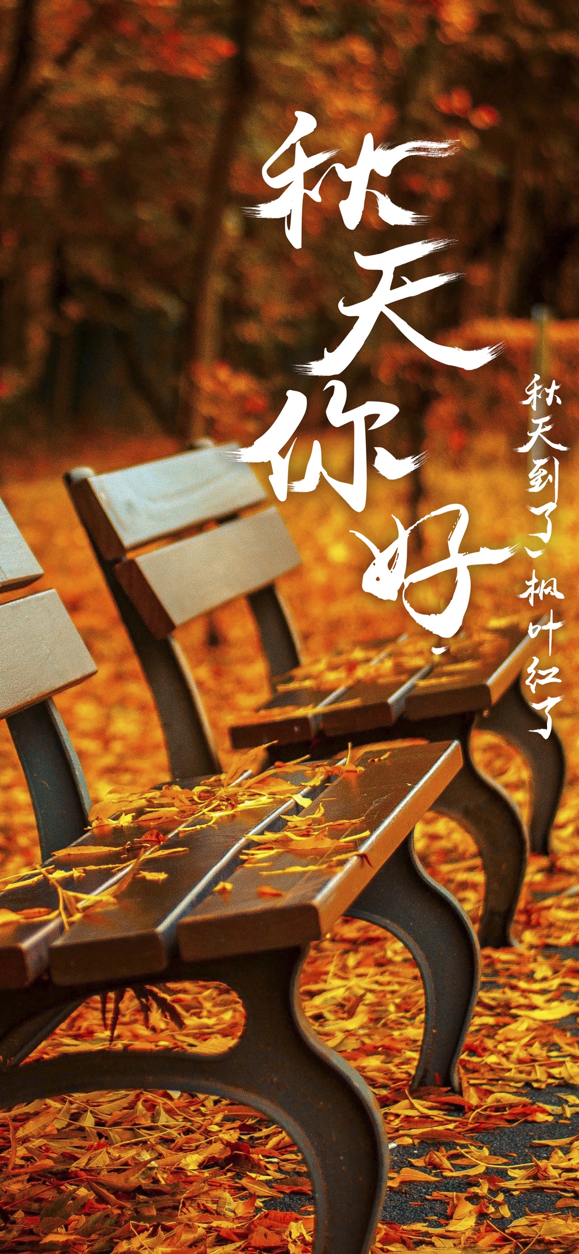 秋天到了，枫叶红了