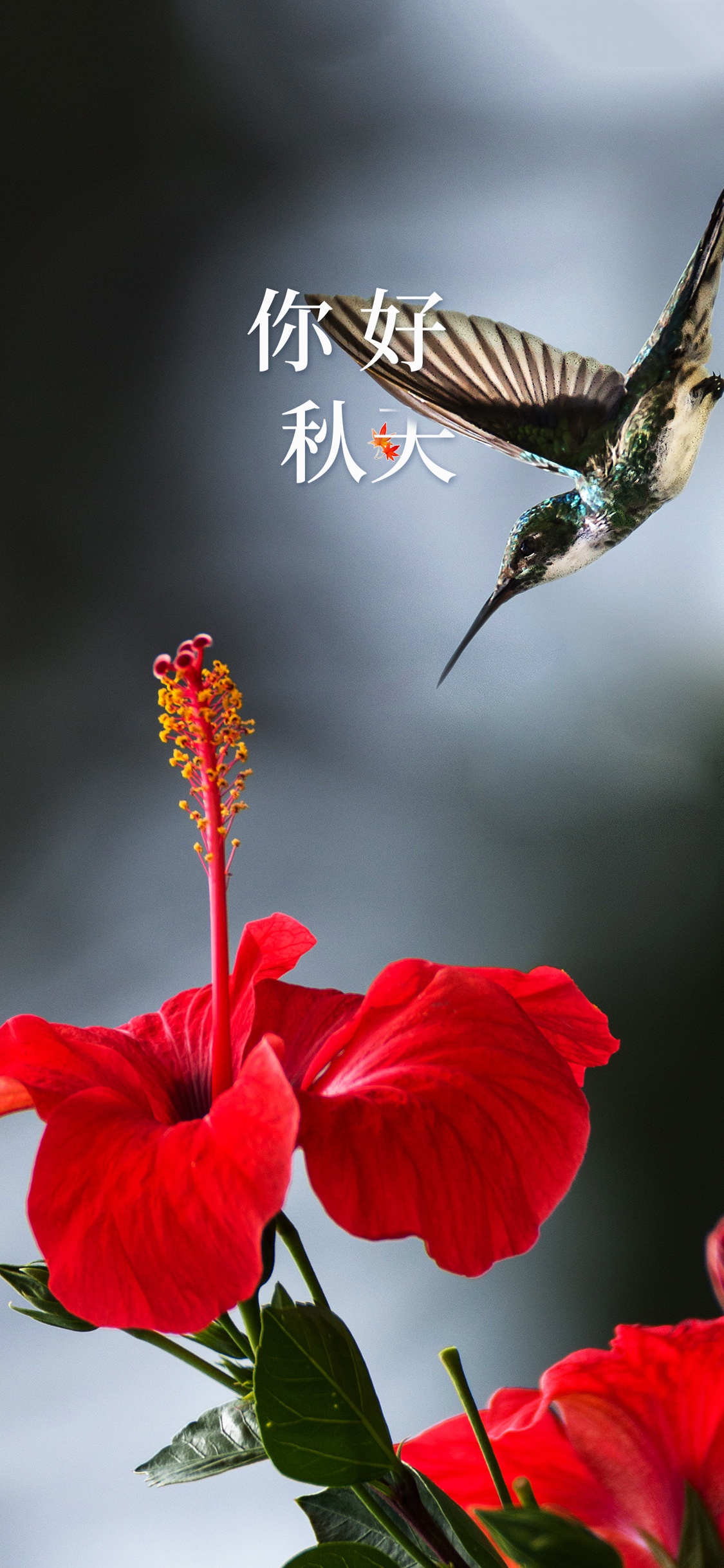 你好秋天唯美花朵