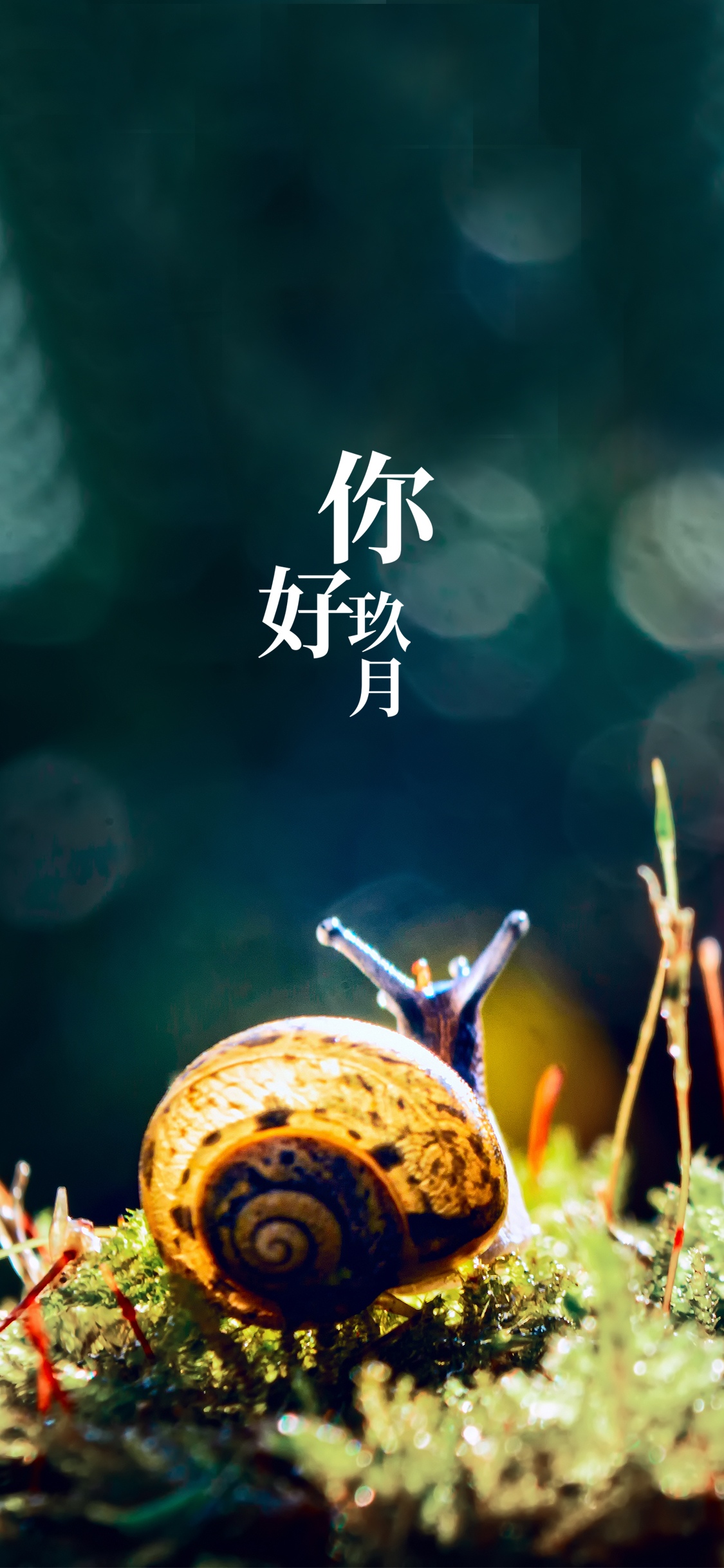玖月你好可爱的小蜗牛