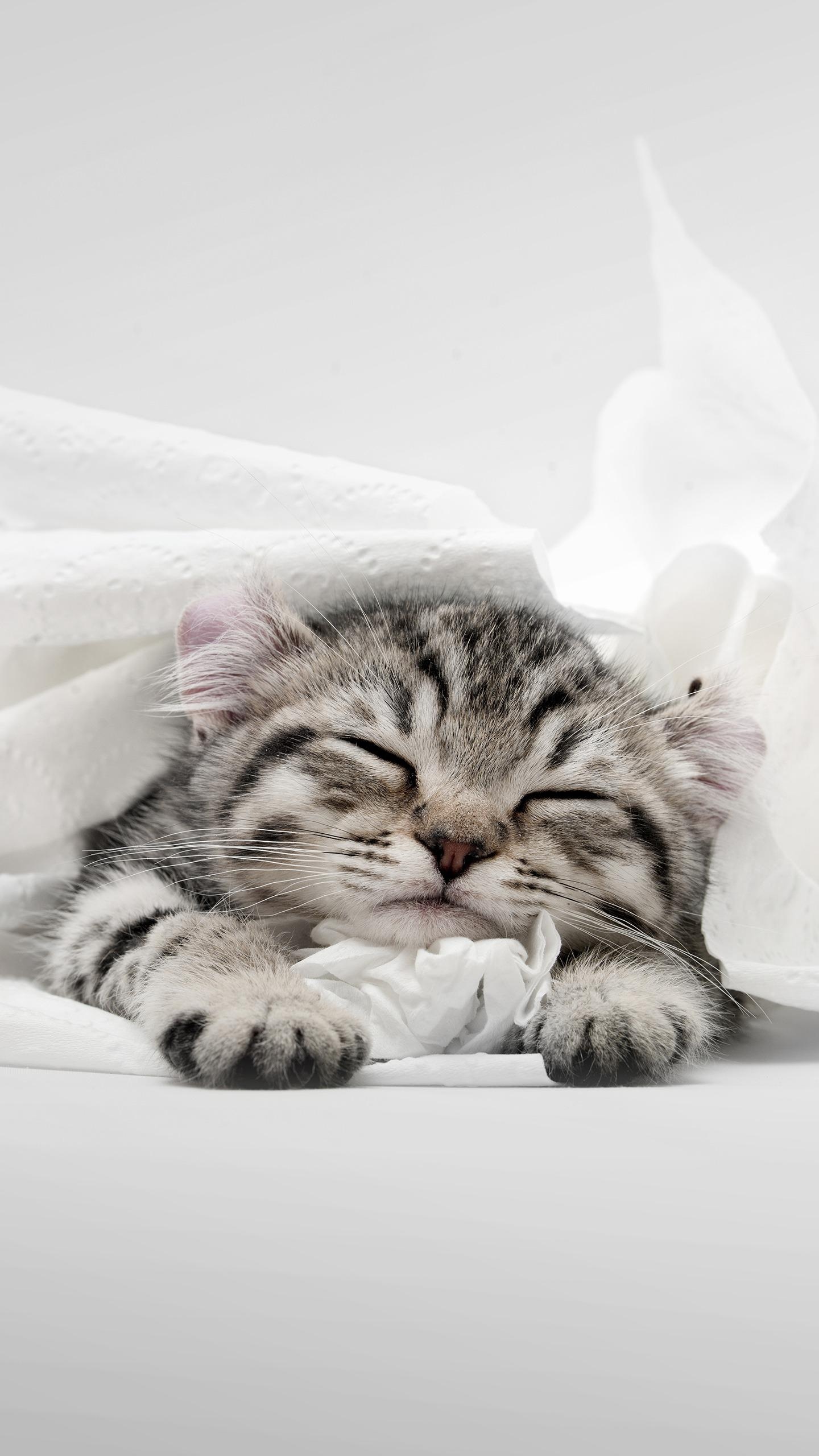 猫咪睡姿大合集