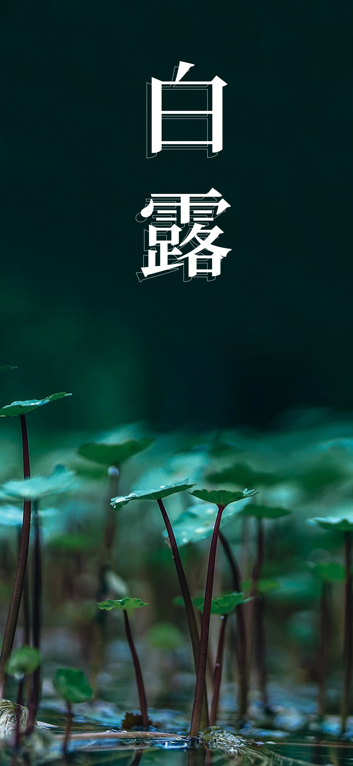 白露时节霜纷纷