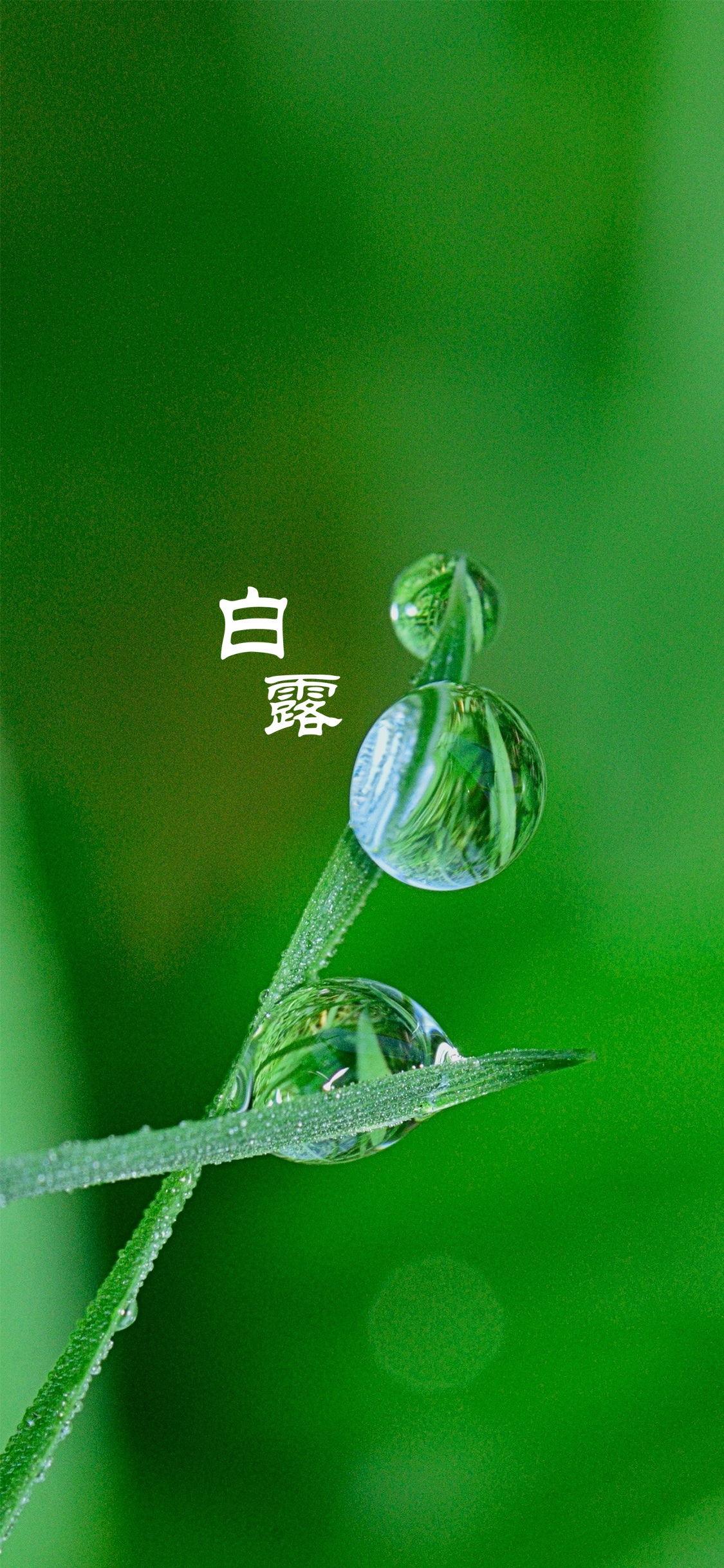 小清新白露节气