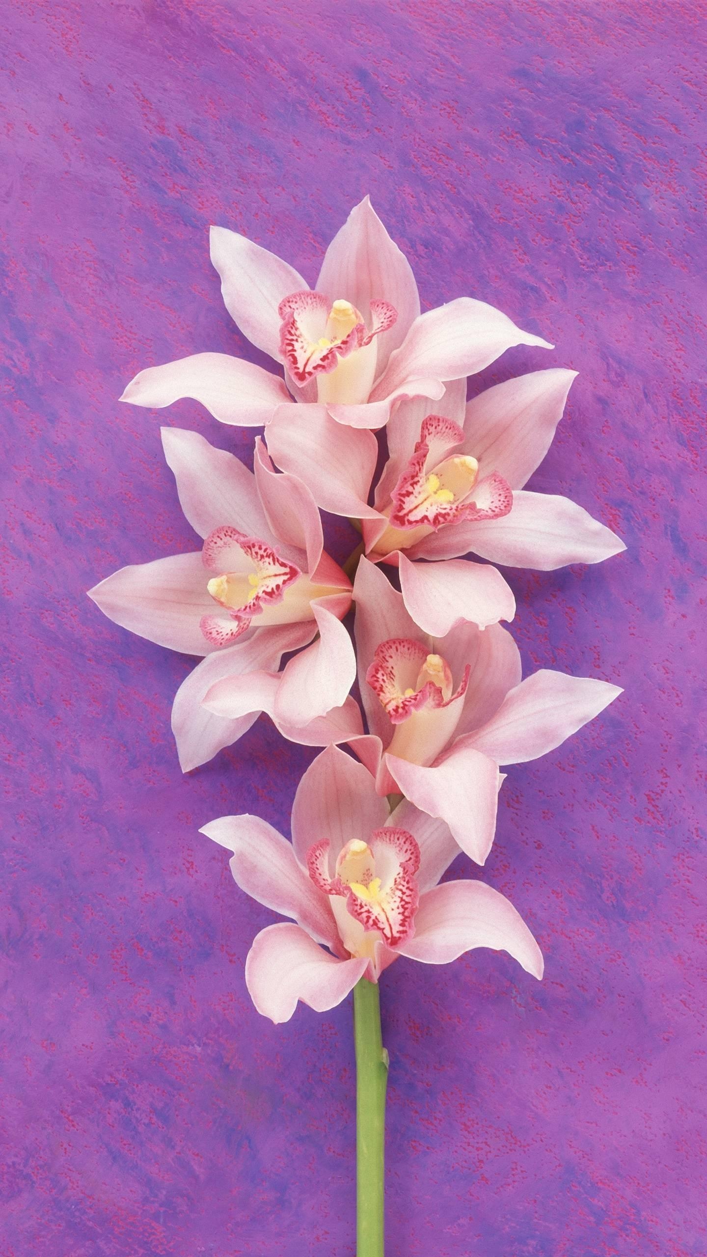 浪漫粉花