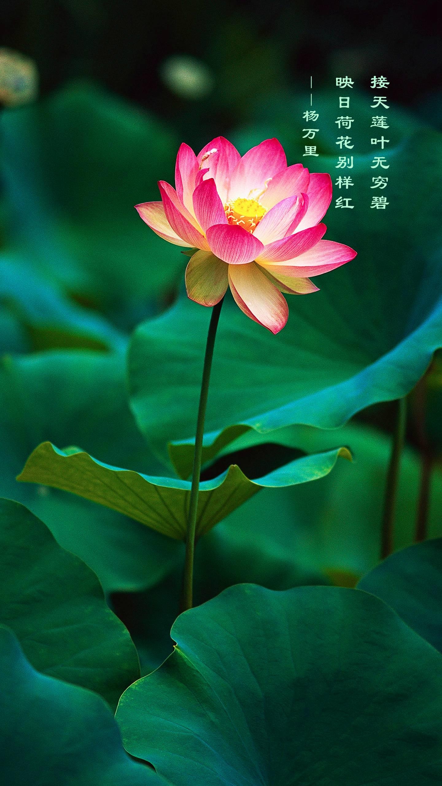 接天莲叶无穷碧