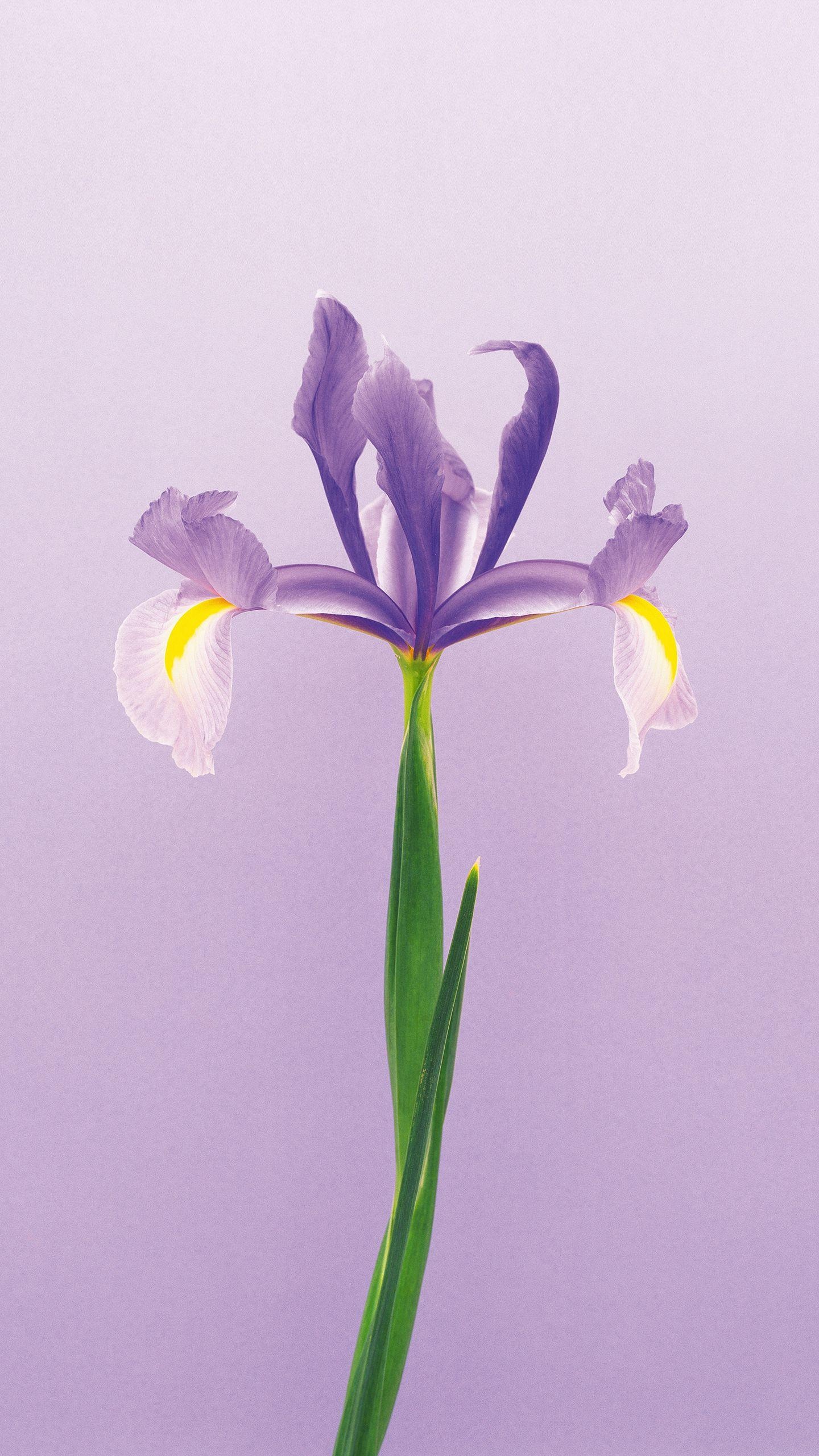 鸢尾花