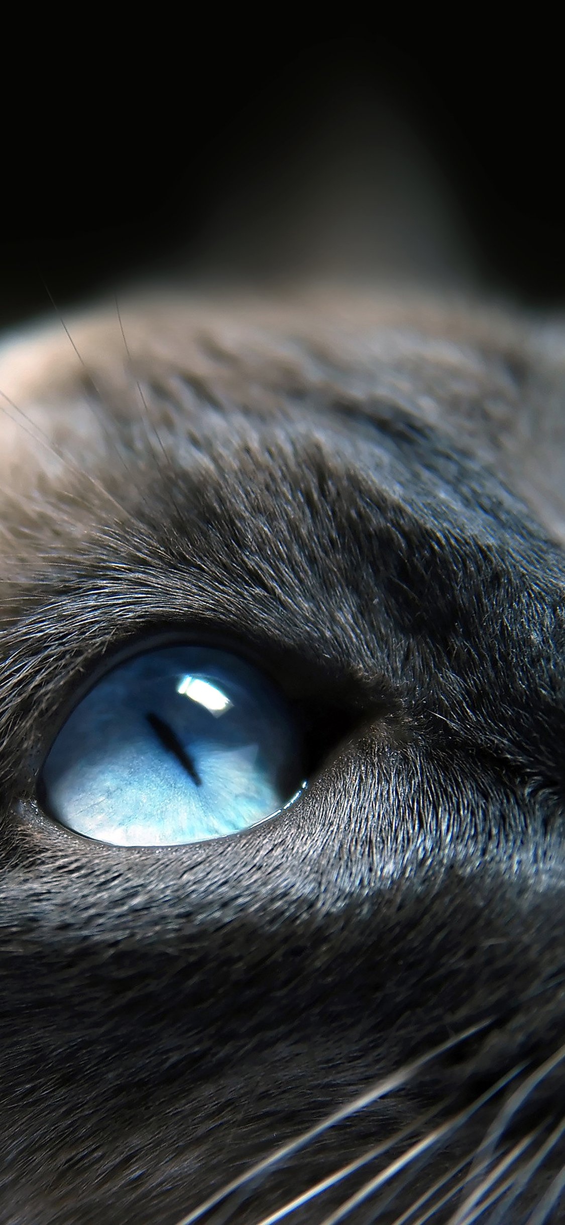 可爱猫咪的蓝色眼睛