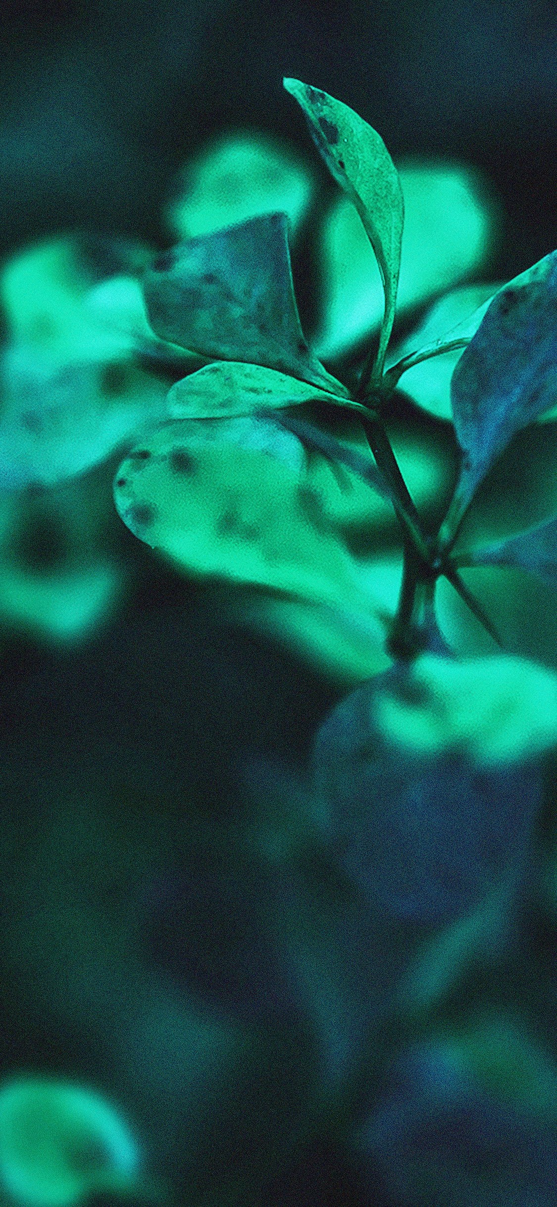 清新护眼的绿色植物