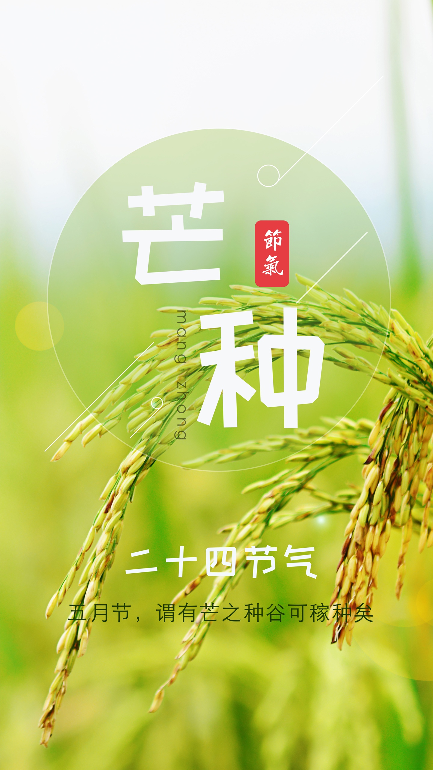 二十四节气芒种谷物
