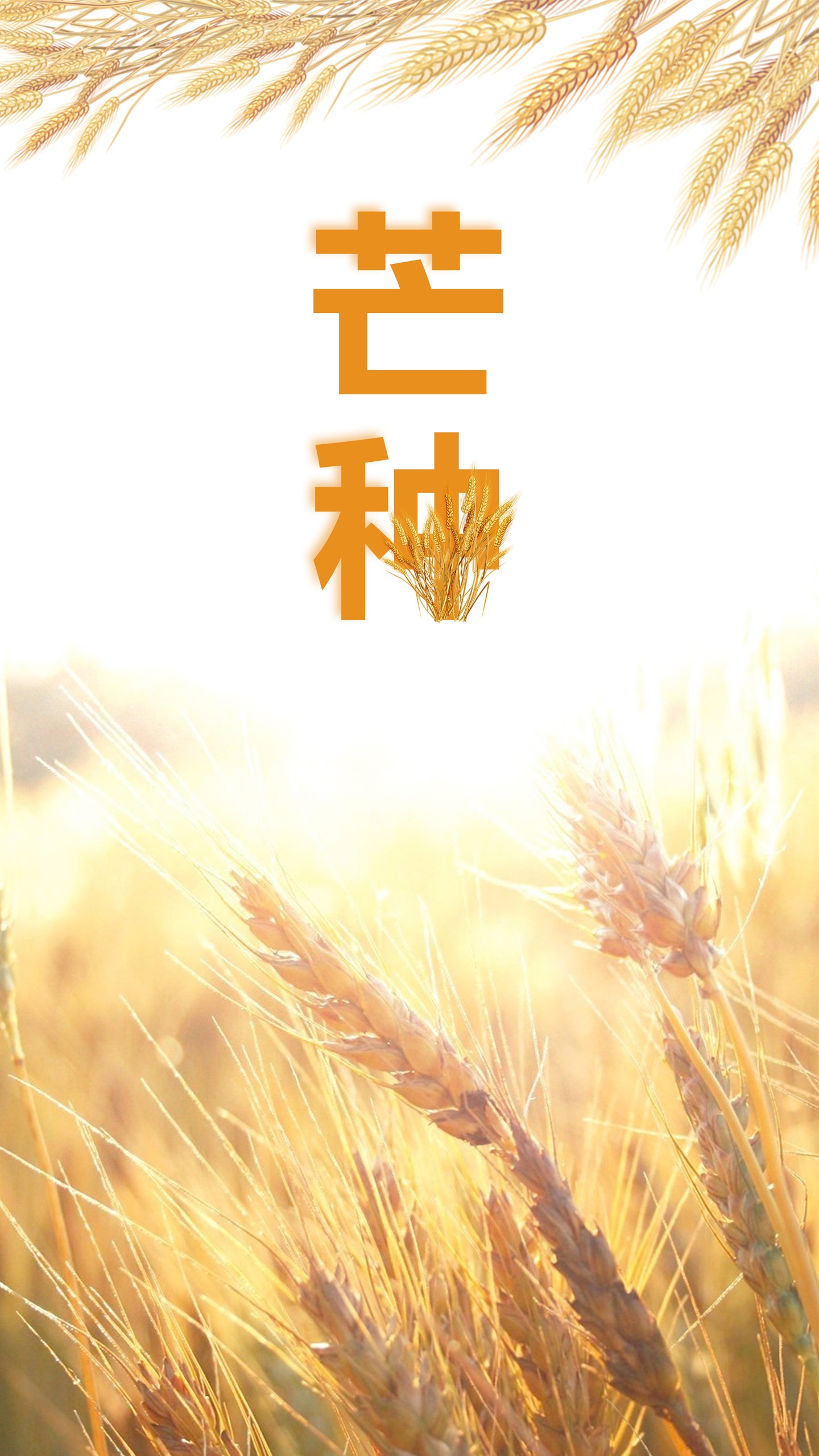清新简约二十四节气芒种