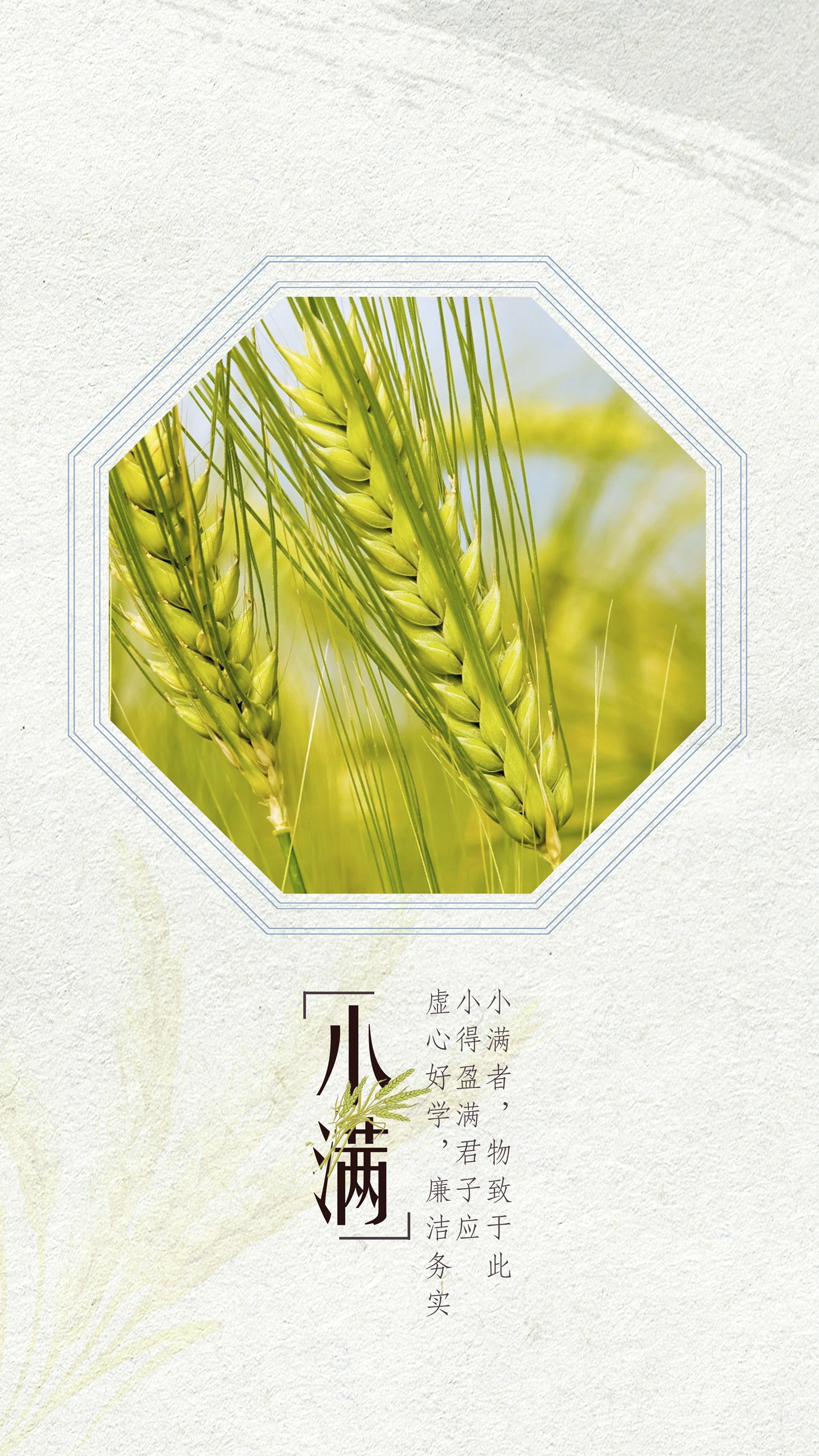小清新简约小满节气