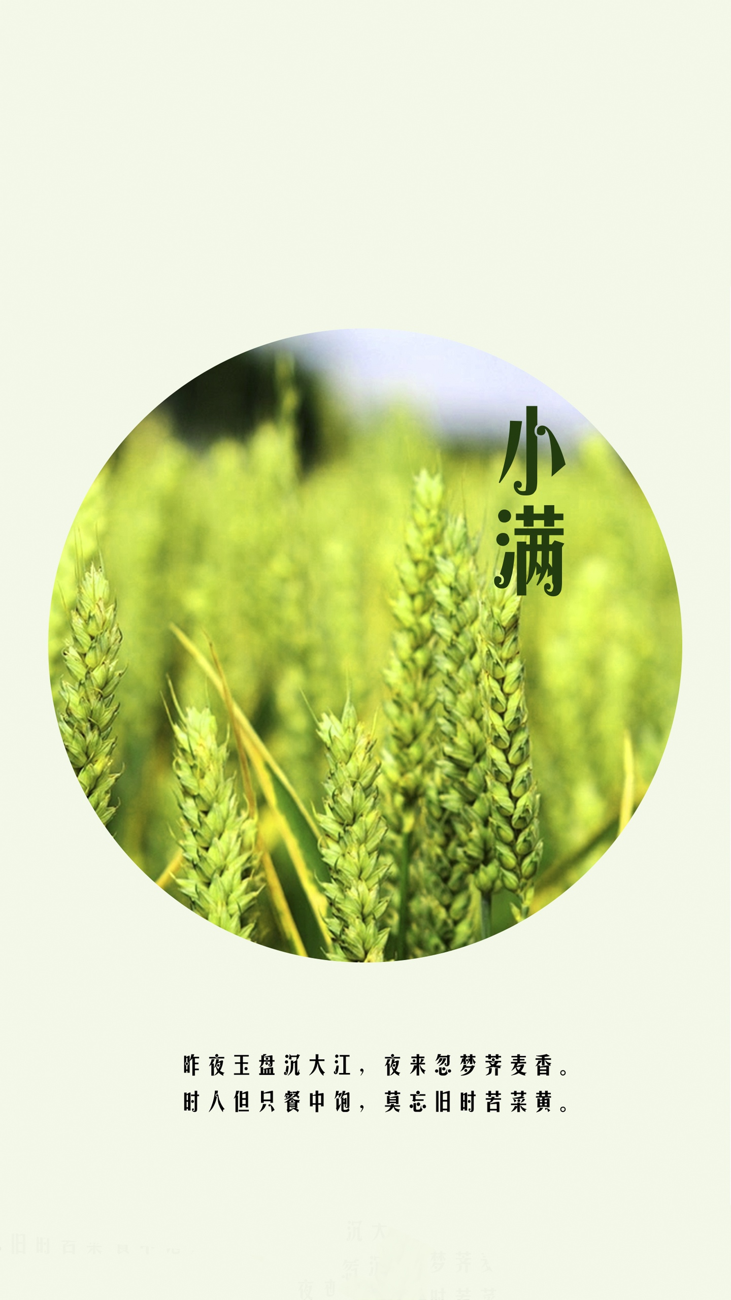 清新简约二十四节气小满