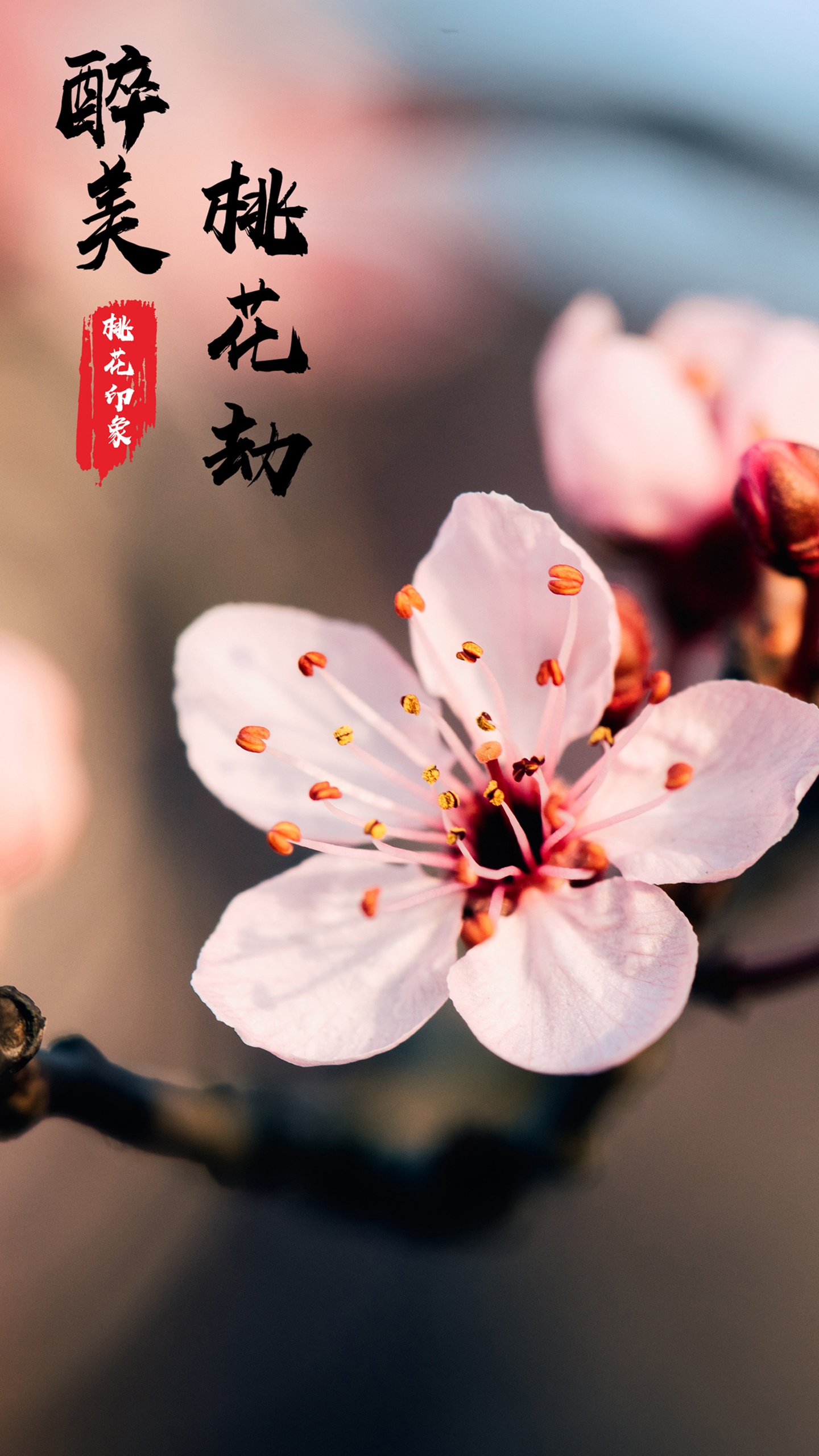 醉美桃花劫