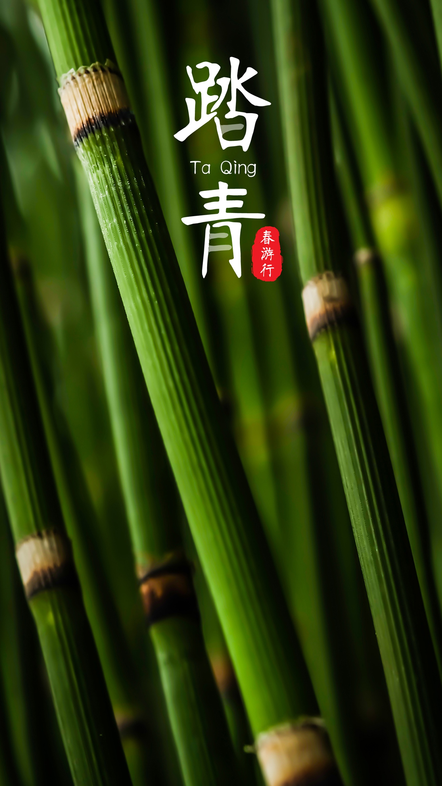 竹林春季踏青