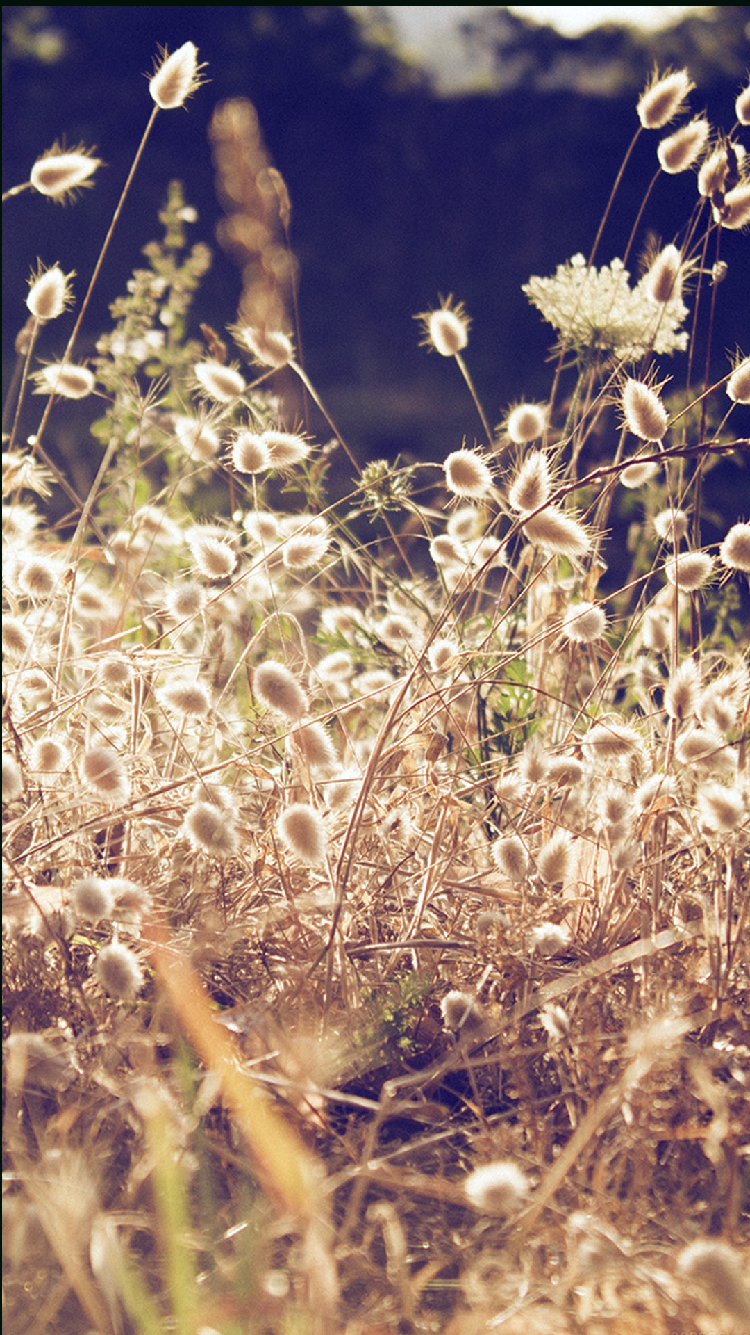 风中的芦苇