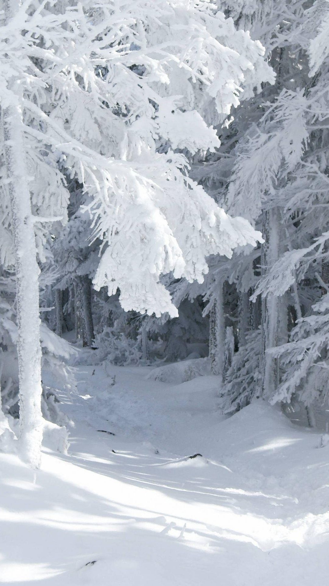 雪林路径
