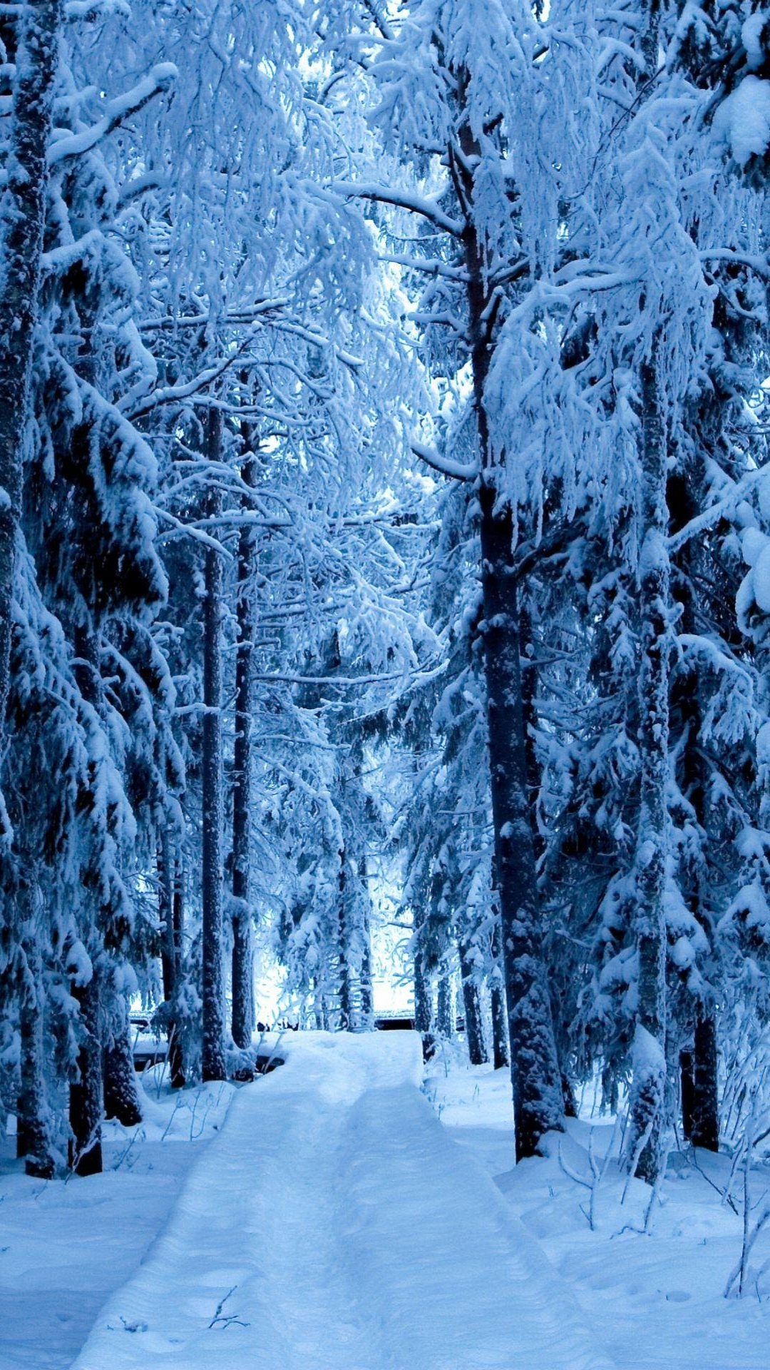 雪林蓝冰