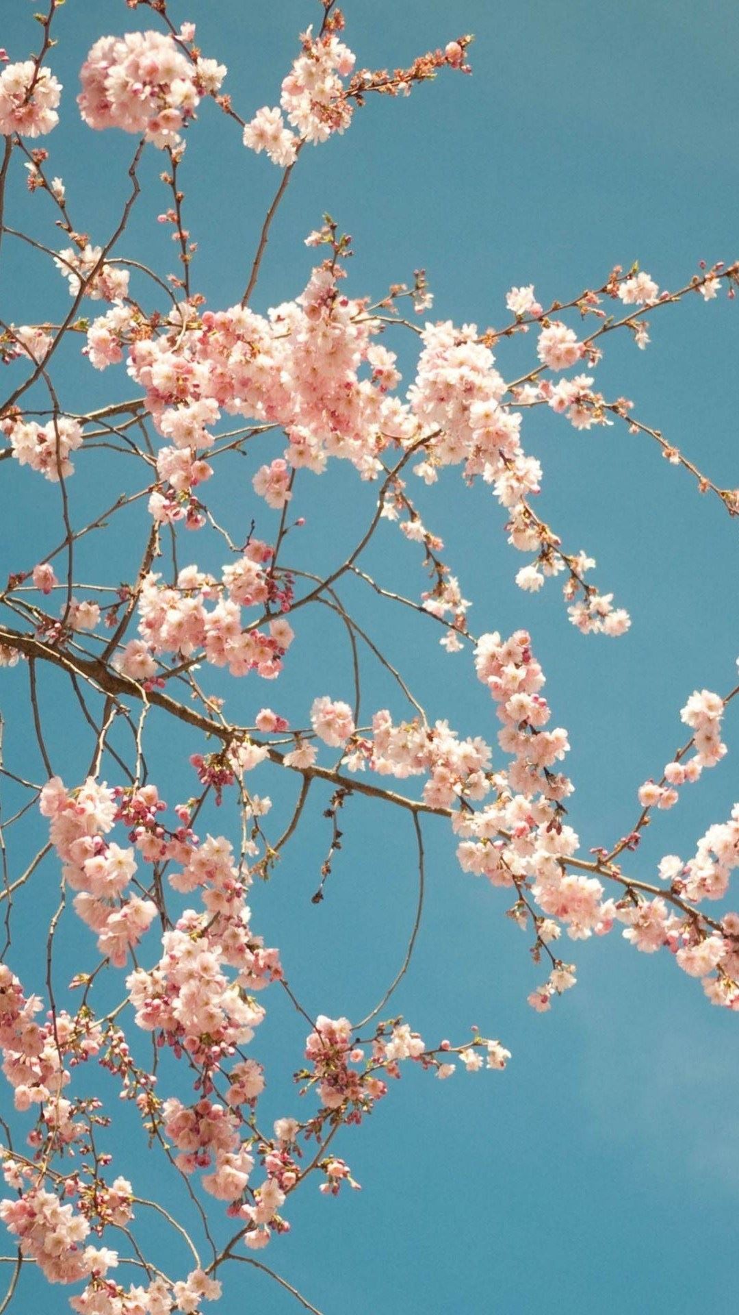 樱花树