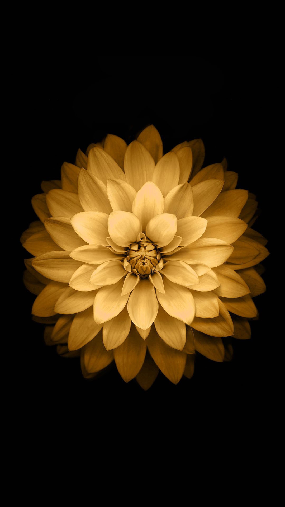 金莲花