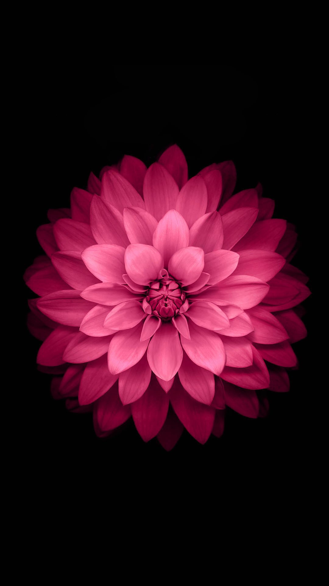 粉红莲花