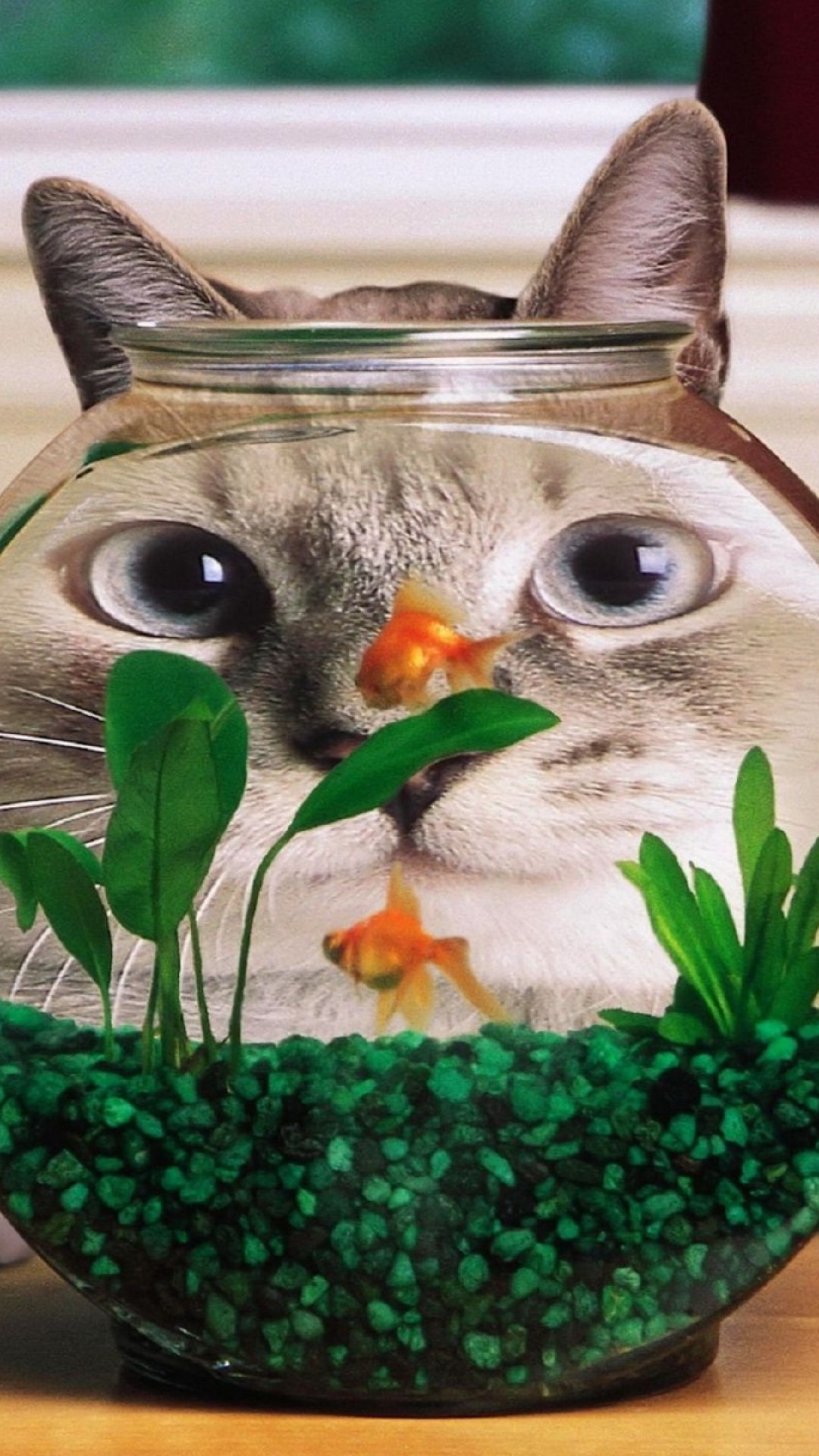 搞笑猫观金鱼