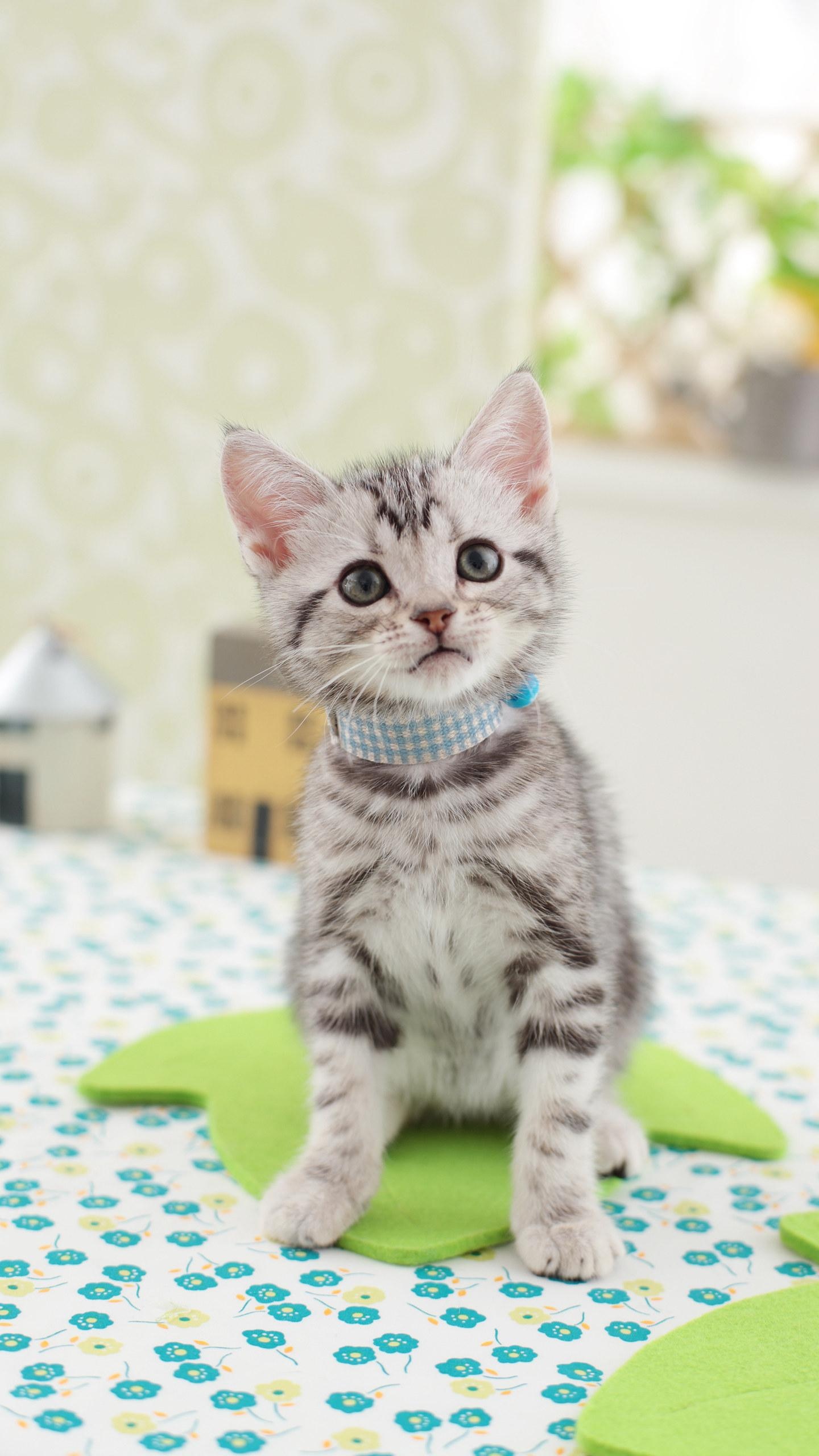 美国短毛猫