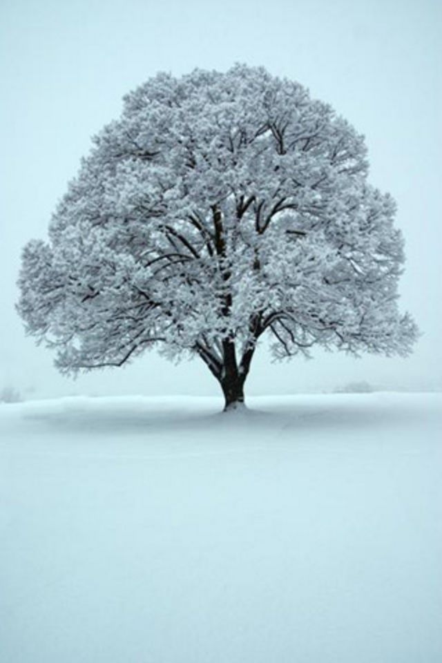 雪白冬天树