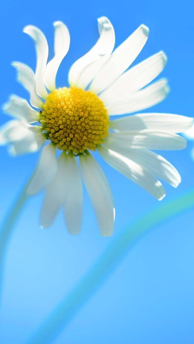 白色菊花