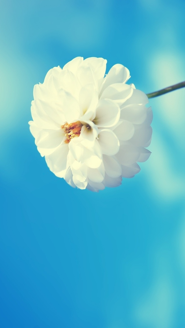 雪白春花