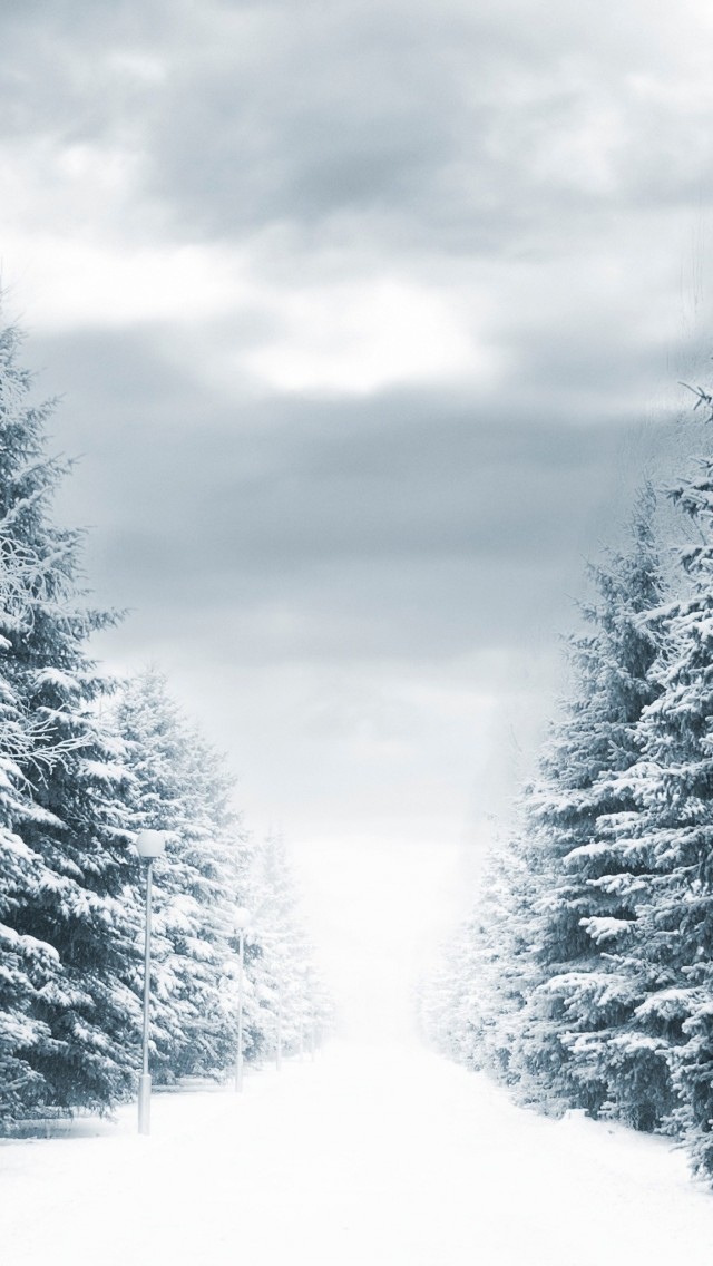 雪白的森林道路