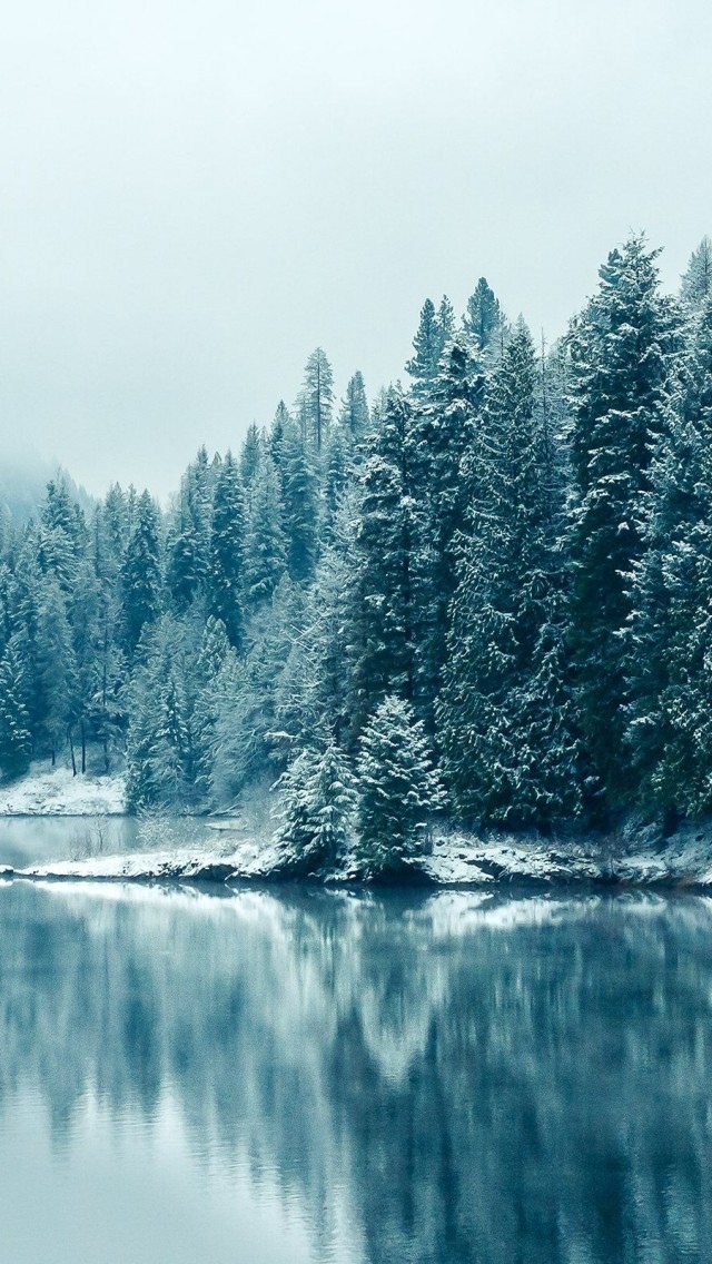 雪松冬湖
