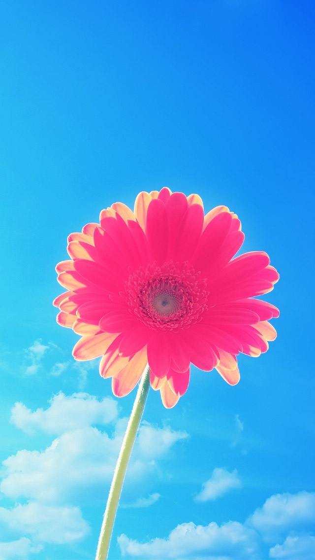 粉红色的花