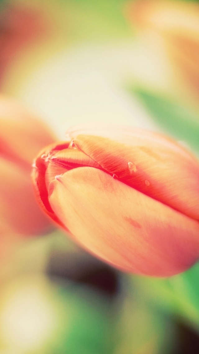 红色郁金香花