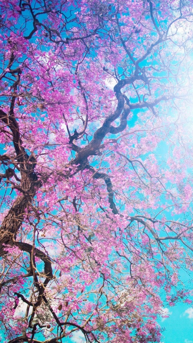 樱花树枝