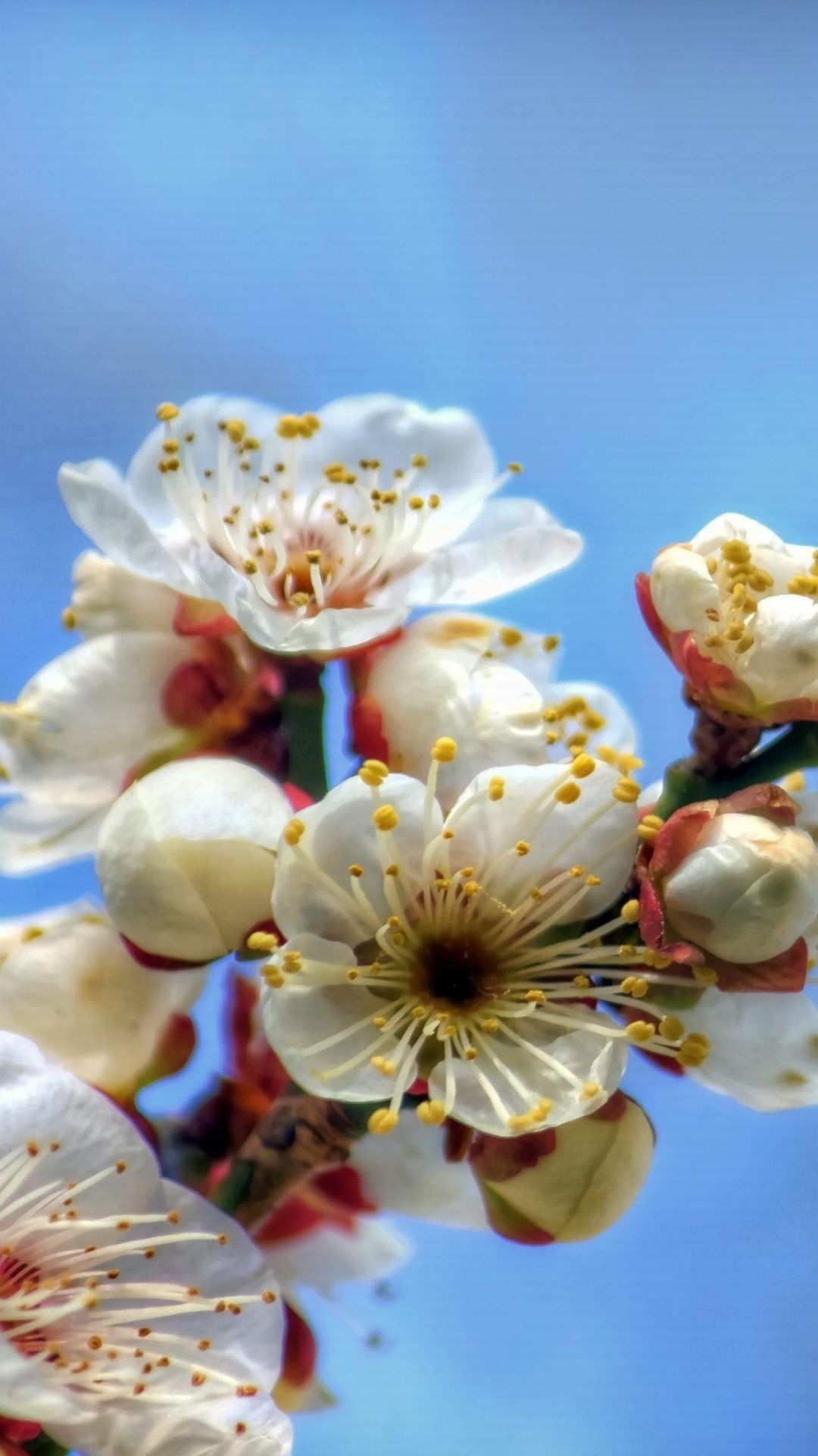 盛开的樱花