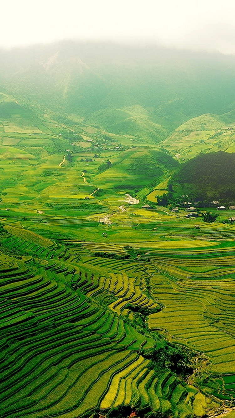 绿色种植园