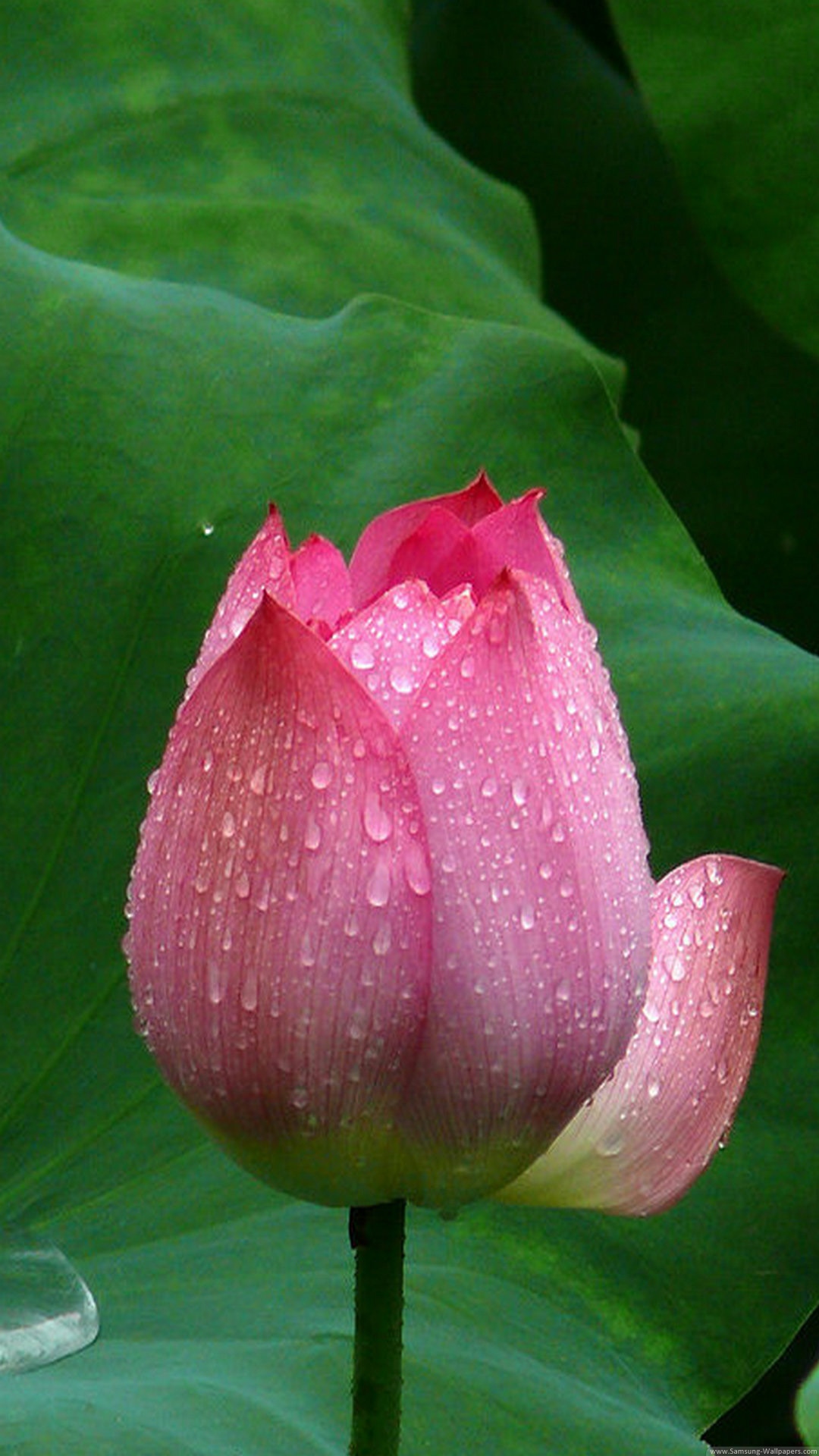 菡萏莲花