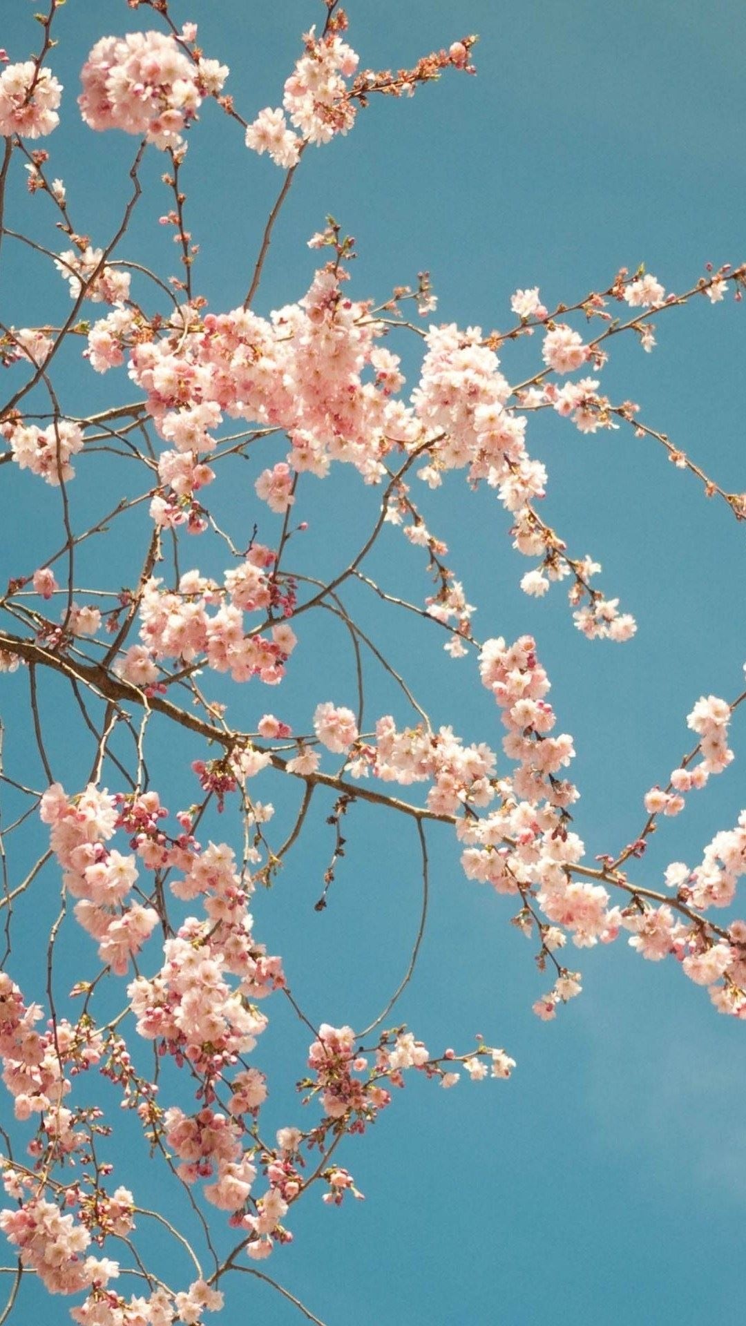 樱花树