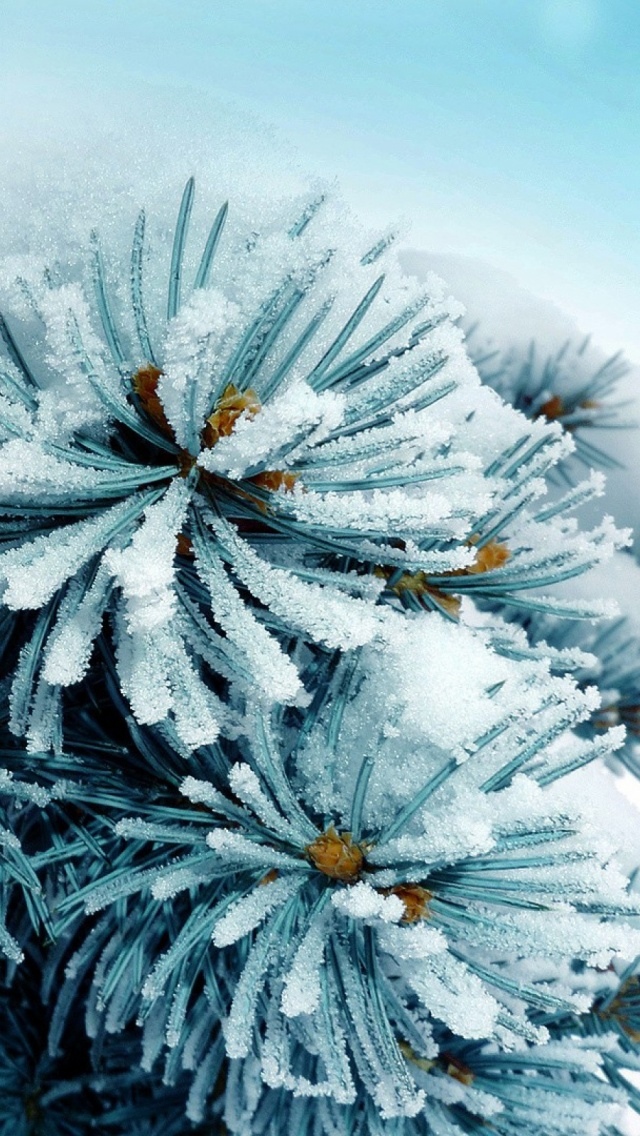 雪冻松