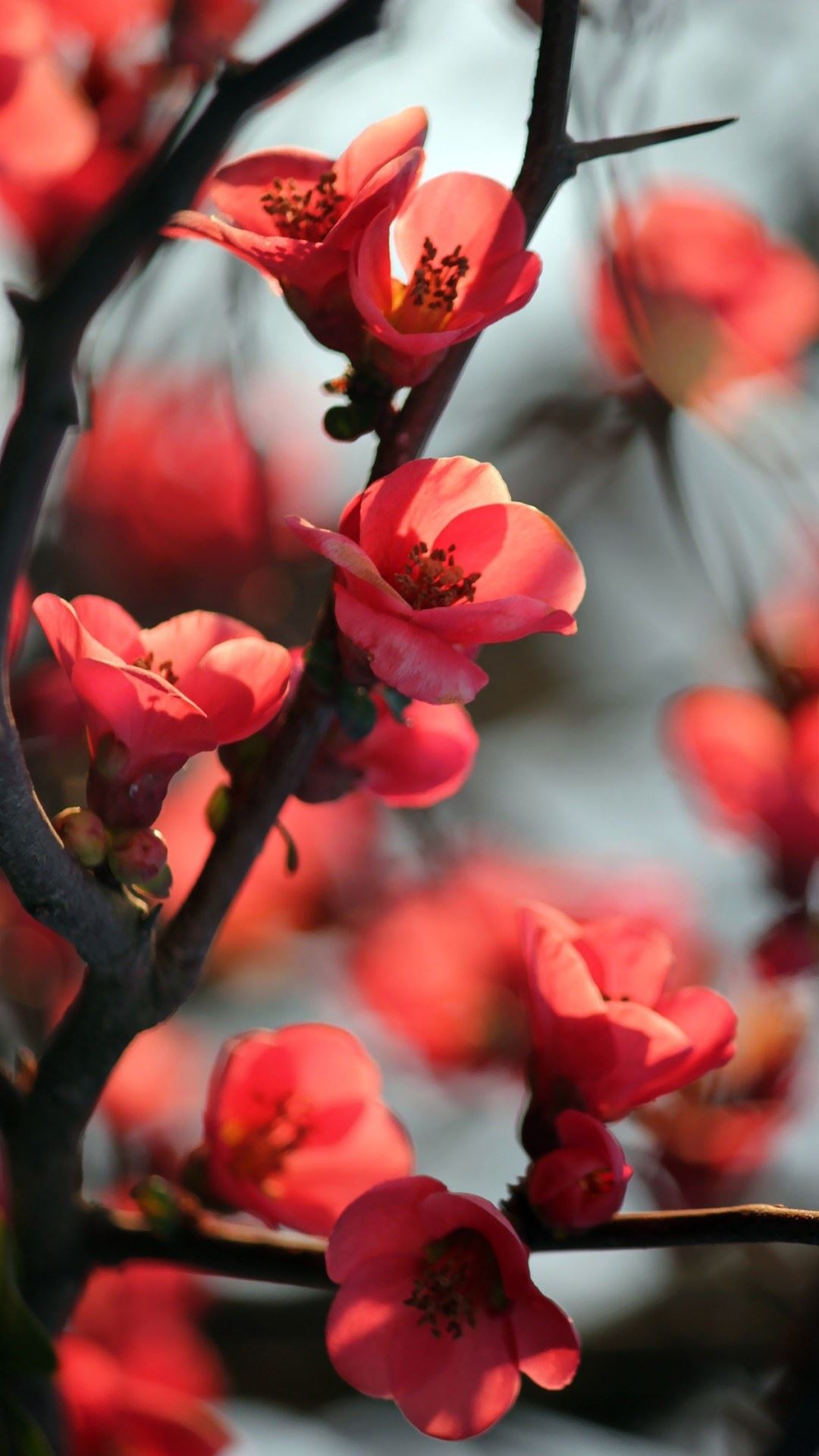 红樱桃树花
