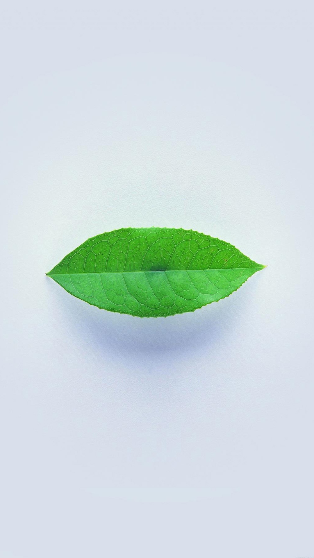 简单的绿叶
