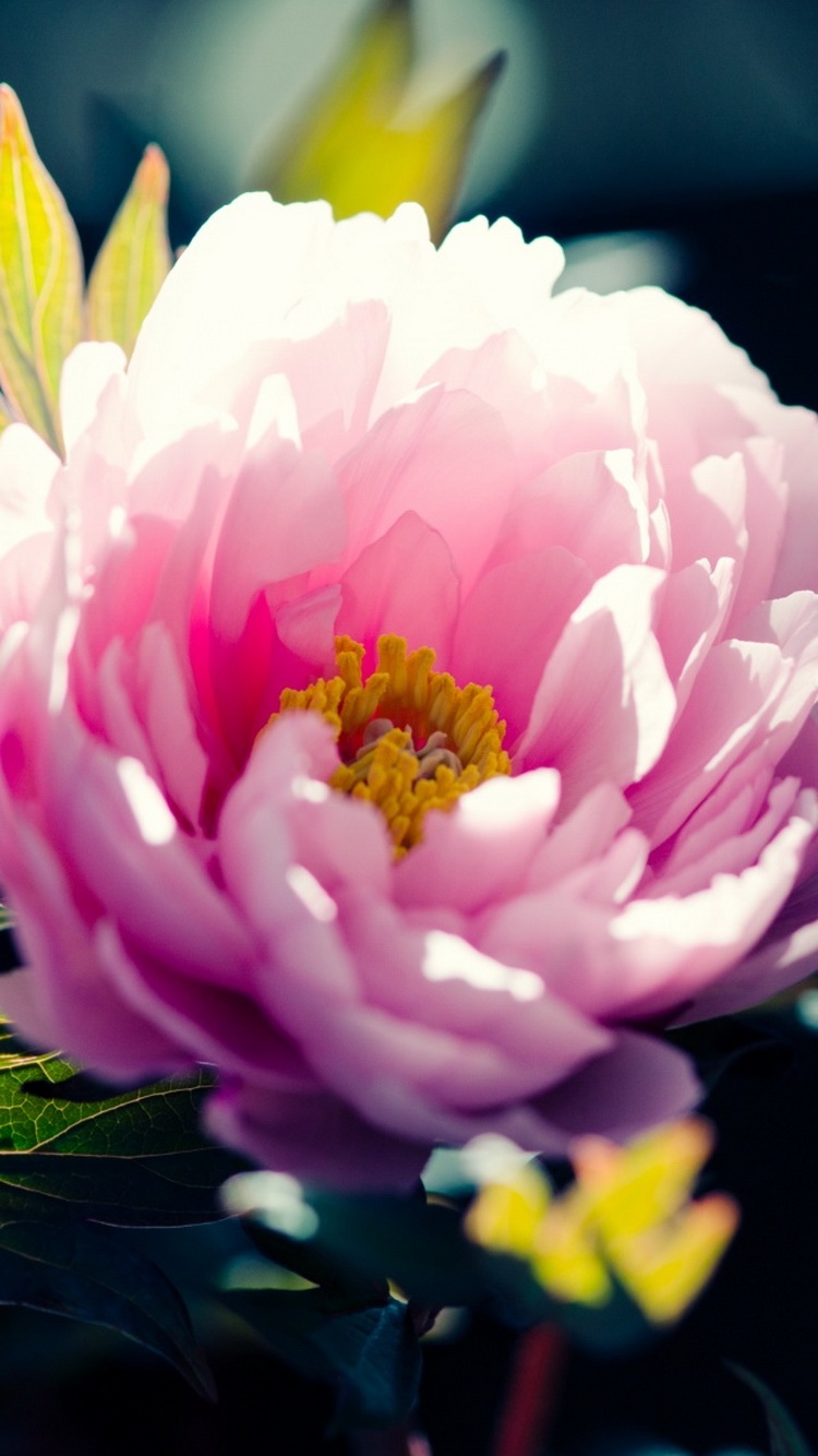 粉红色的花特写