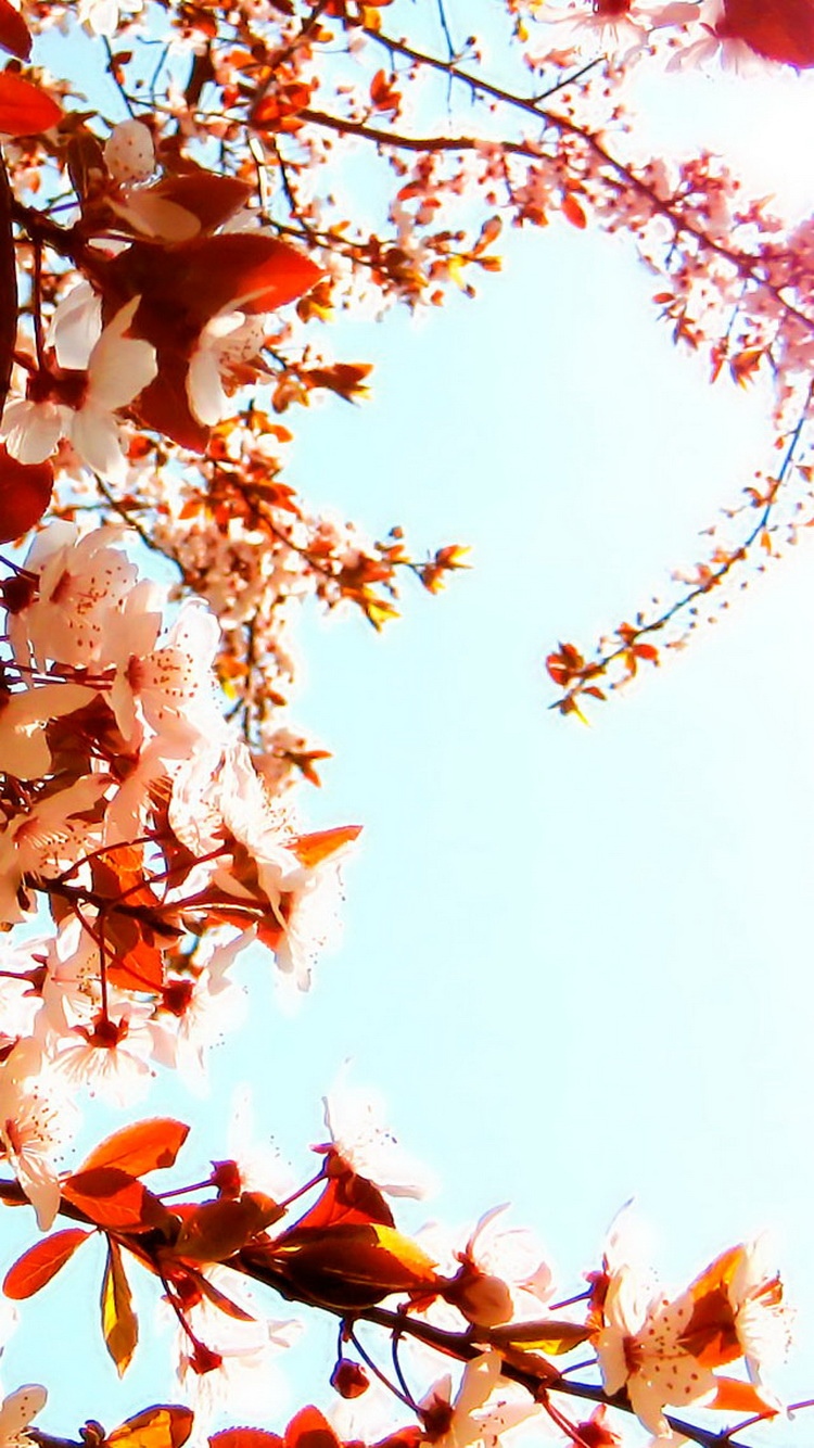 樱花蓝天