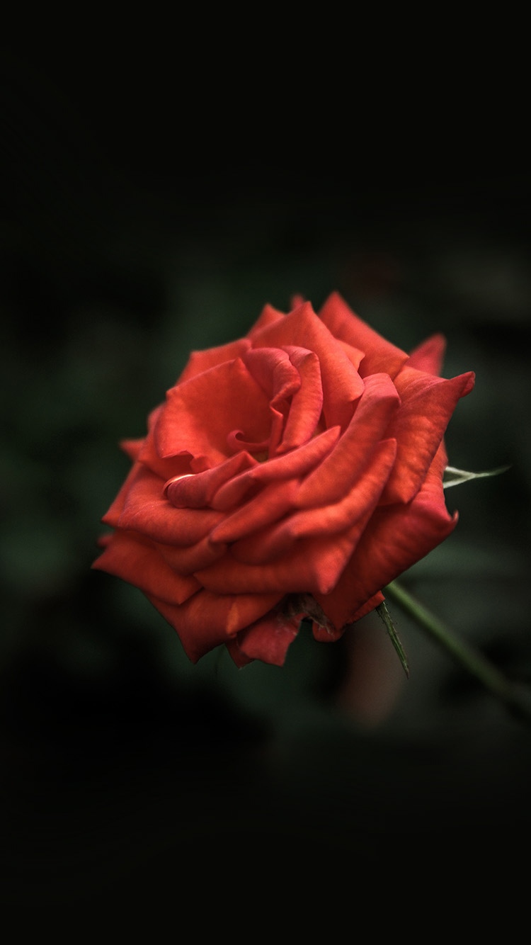 红玫瑰花