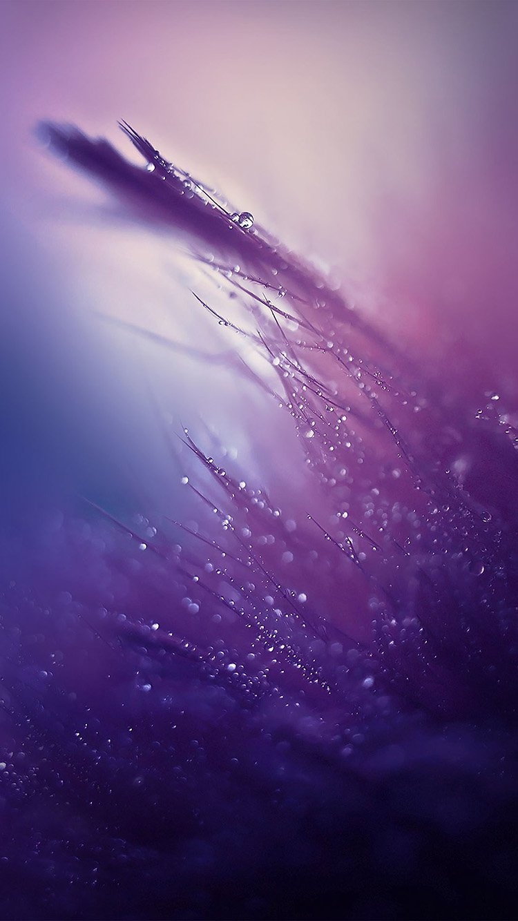 露水下降紫色色调