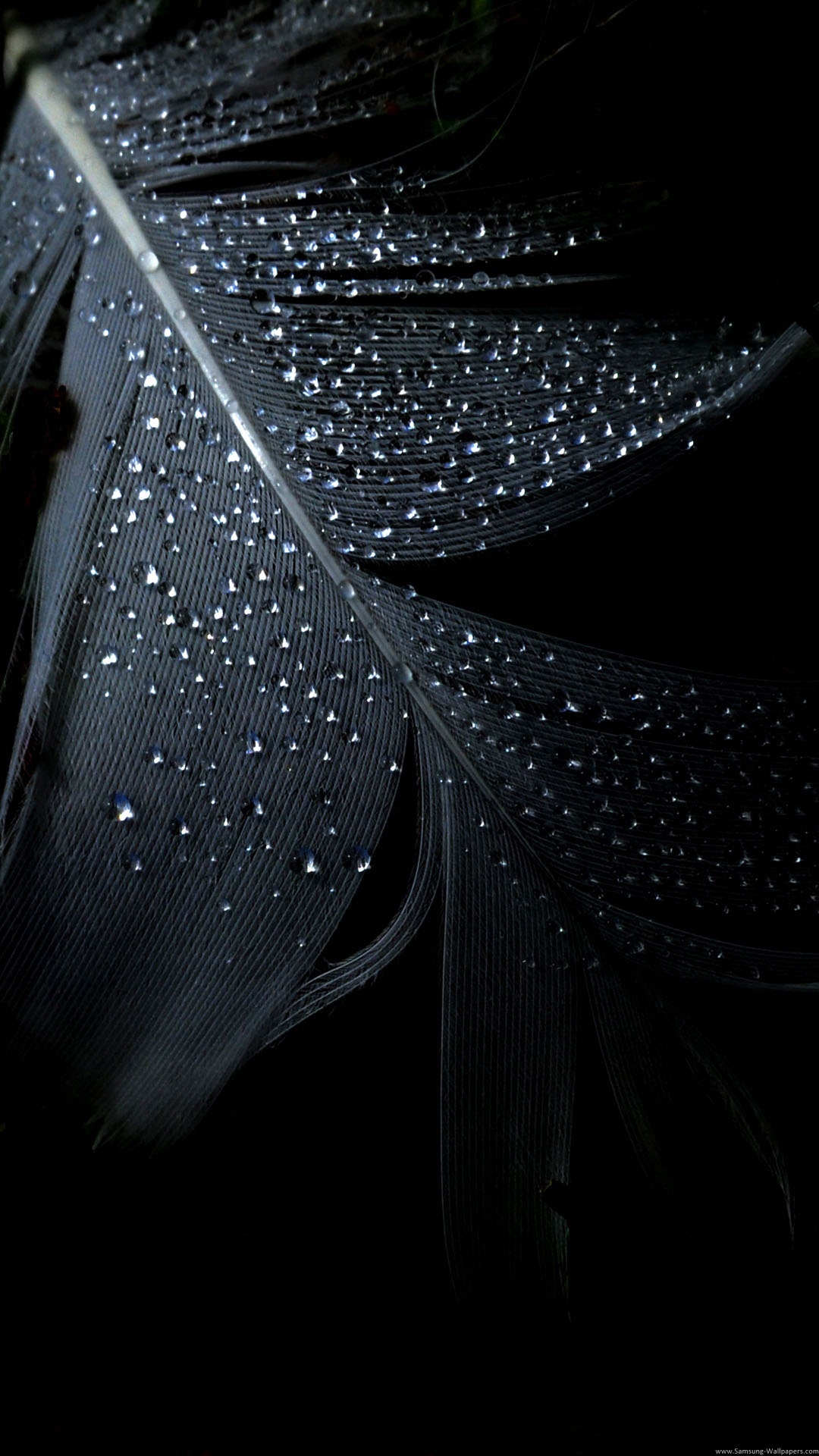 黑色羽毛雨滴