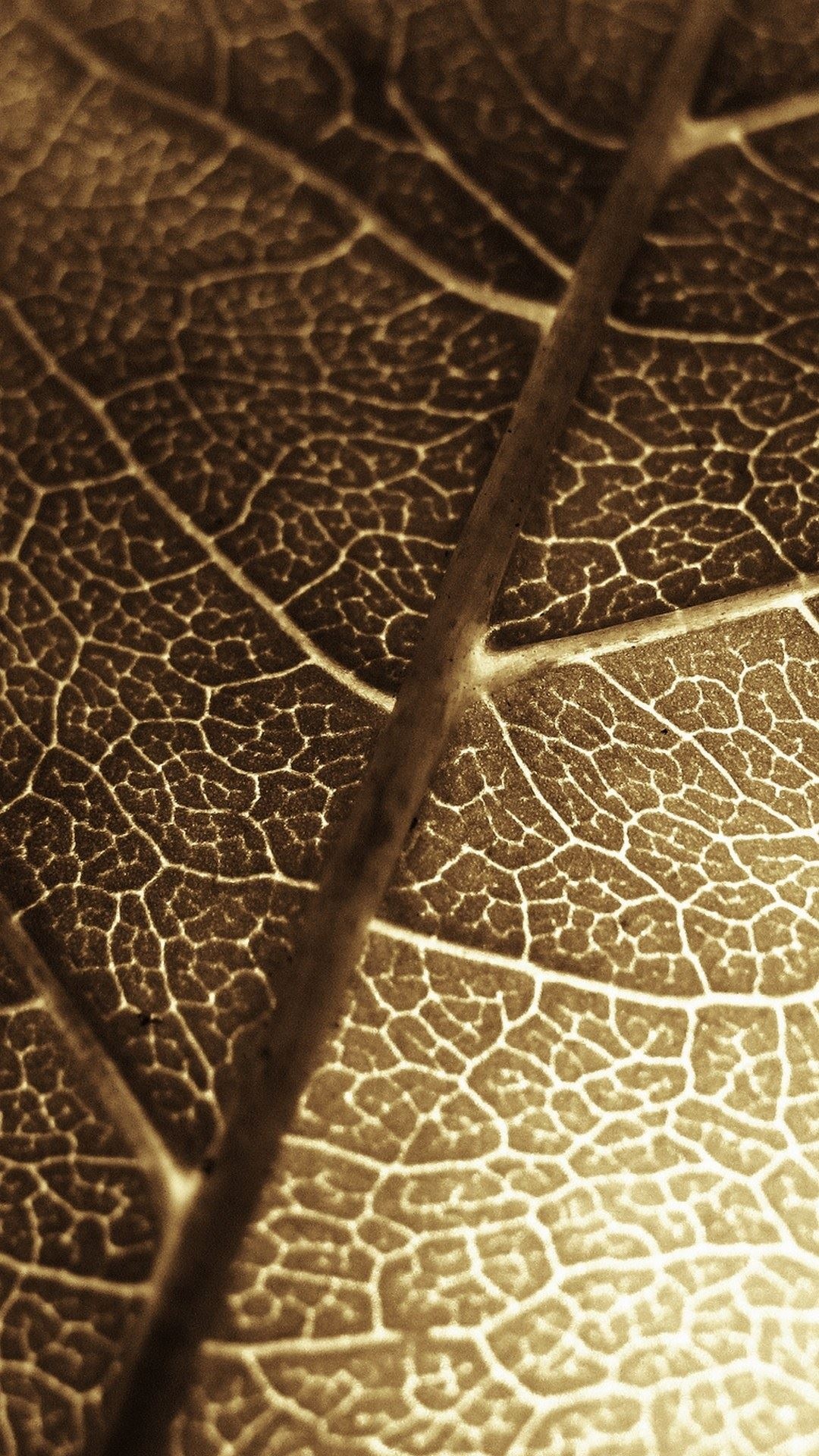 简约叶子
