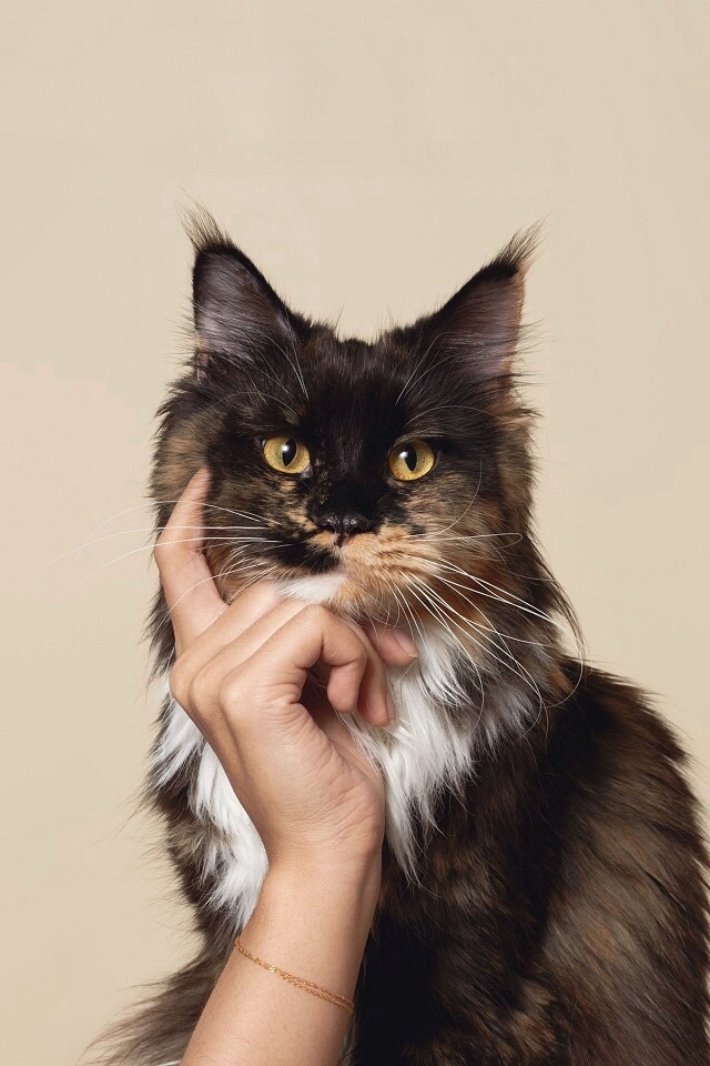 思考的猫